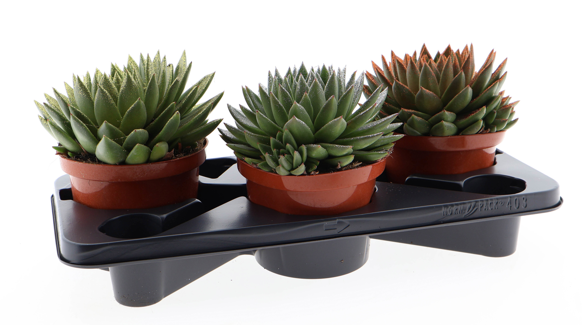 Bio miranda naturel glitter mix, D 17 cm