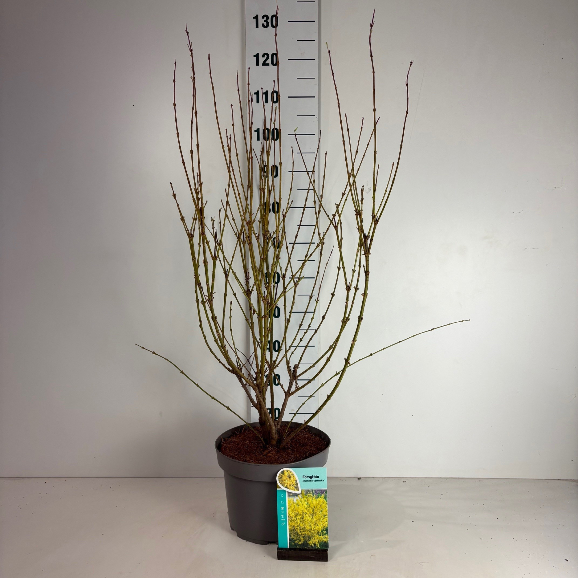 Forsythia intermedia Spectabilis, D 29