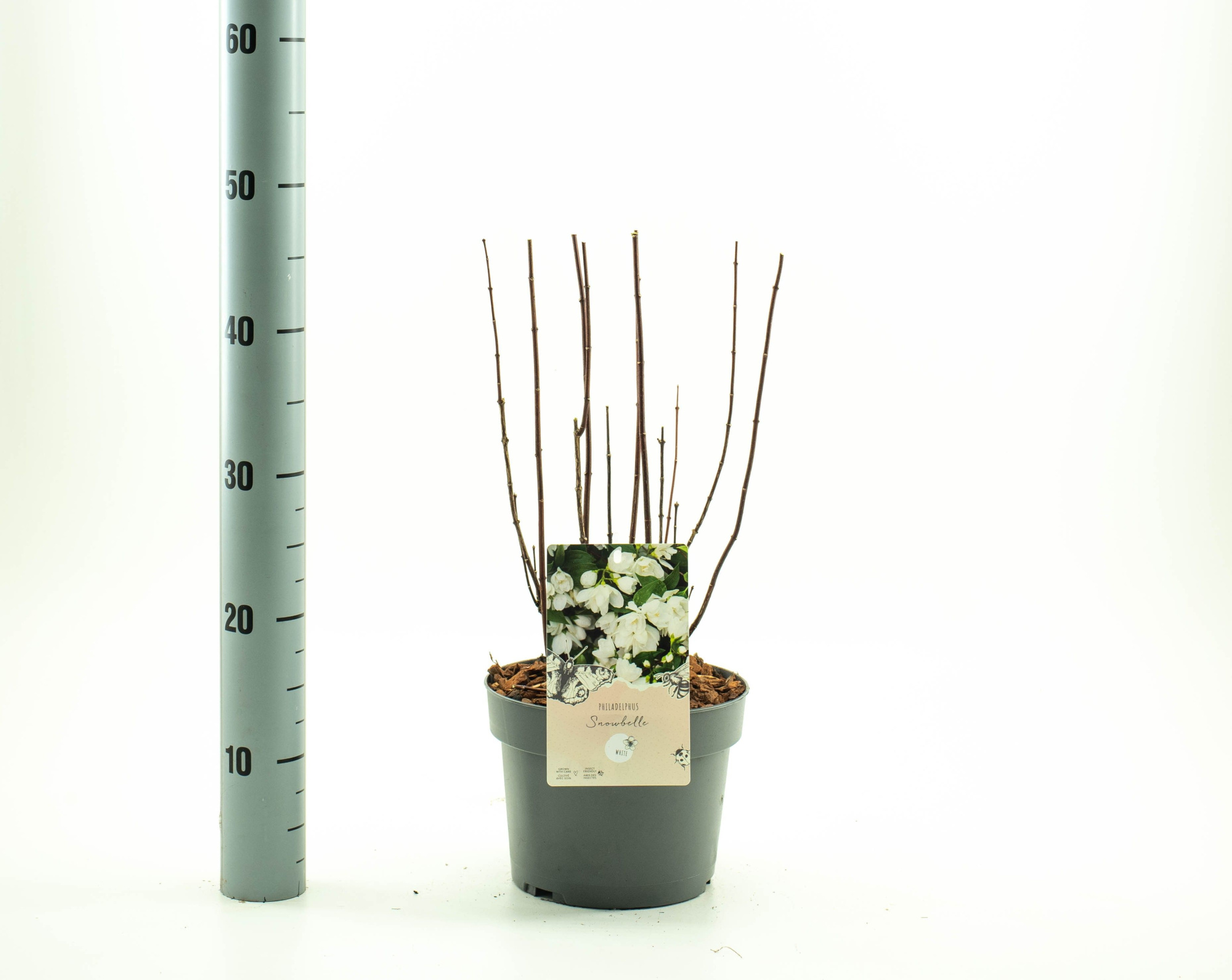 Philadelphus 'Snowbelle', D 19