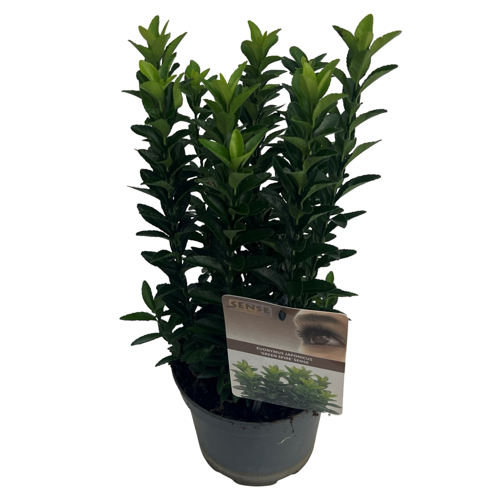 Euonymus jap. 'Green Spire' (Jean Hugues) sense, D 17 cm