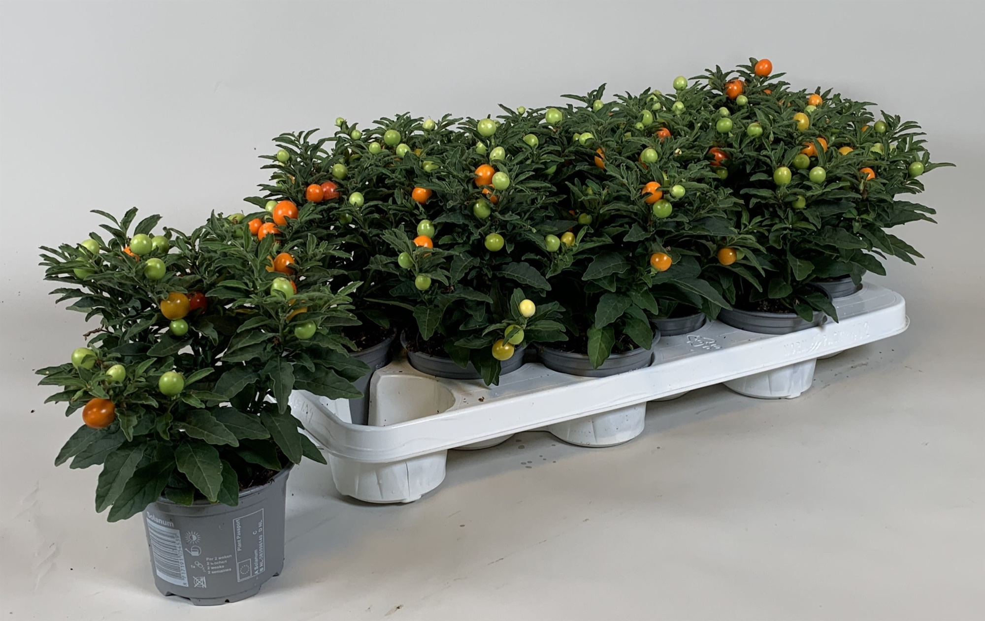 Solanum pseudocapsicum, D 10,5 cm