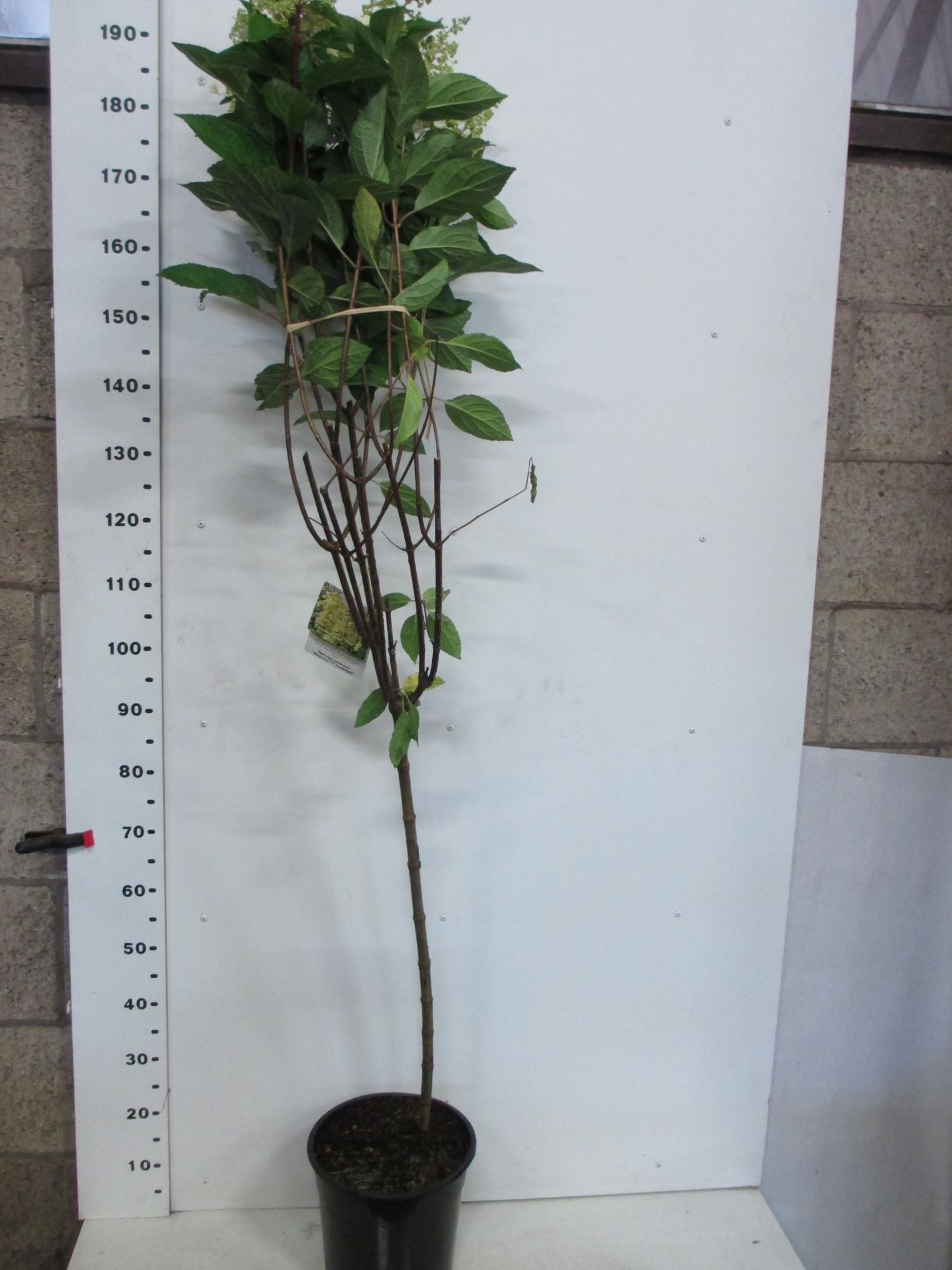 Hydrangea pan. Candlelight 100st. P28, D 28 cm