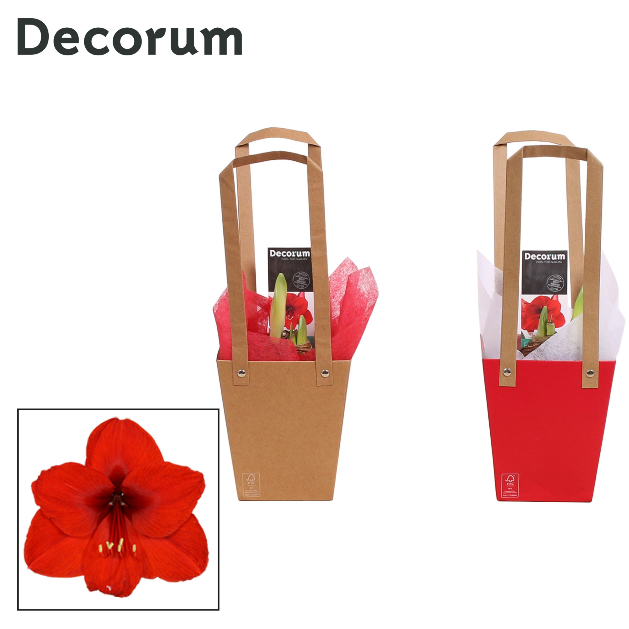 Amaryllis Rood 2 Knop in Giftbag LOVE (Decorum), D 12 cm