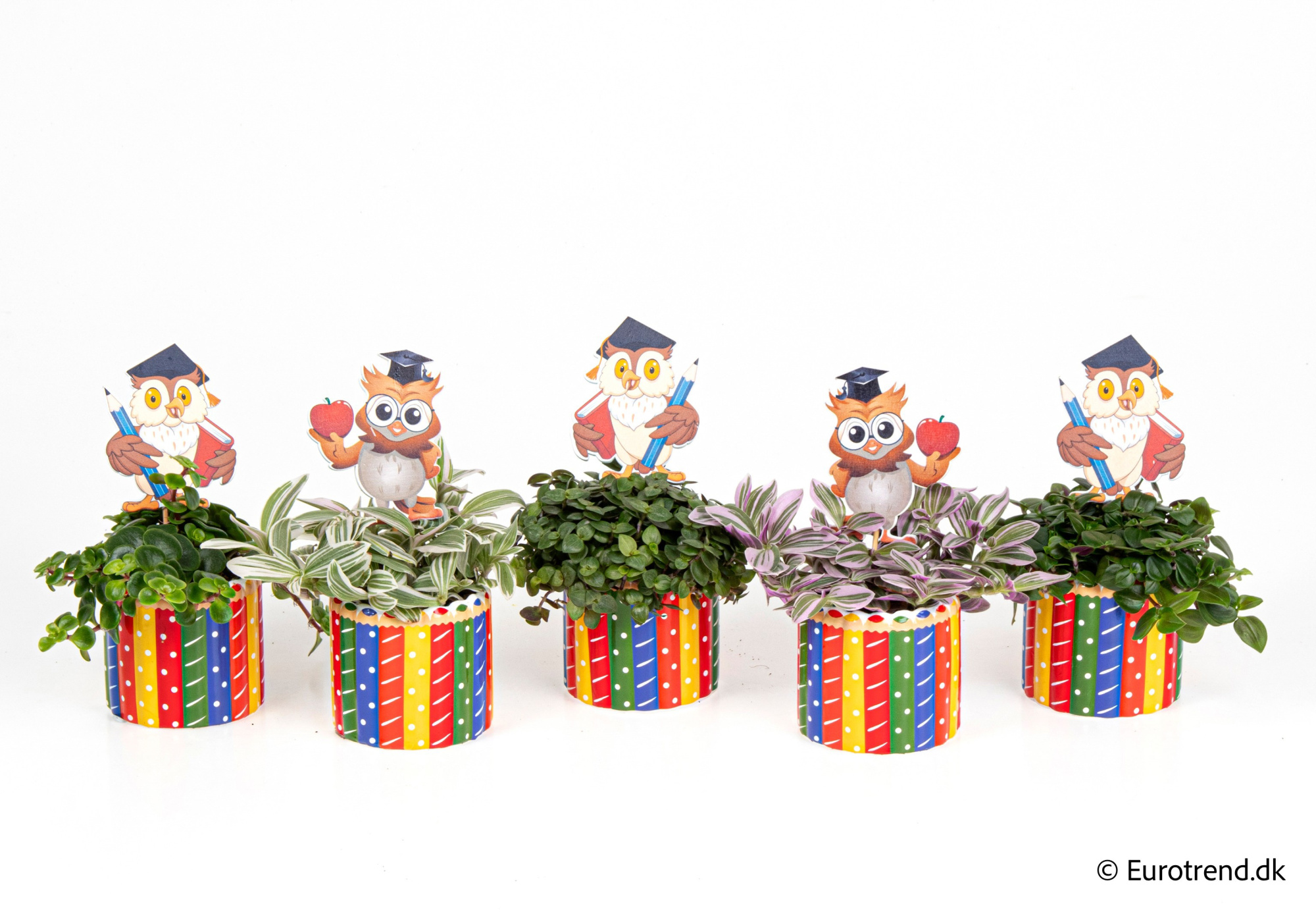 Green mix in Spring, Summer & Autumn ceramic 2026, D 6