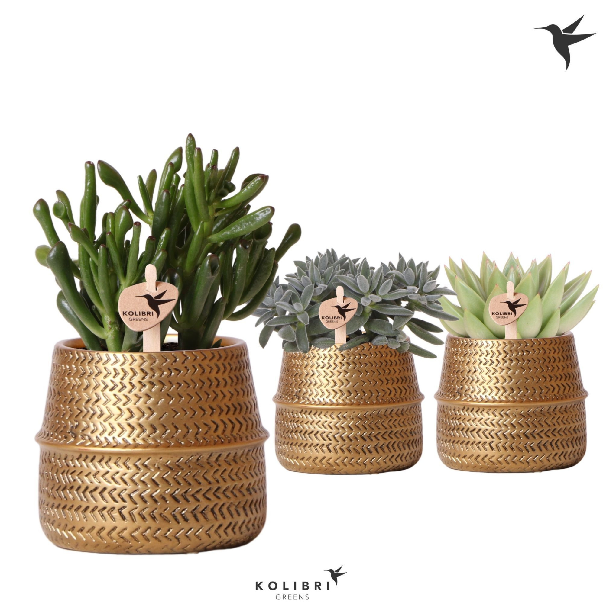 Kolibri Greens Succulenten mix in Groove pot gold, D 9 cm