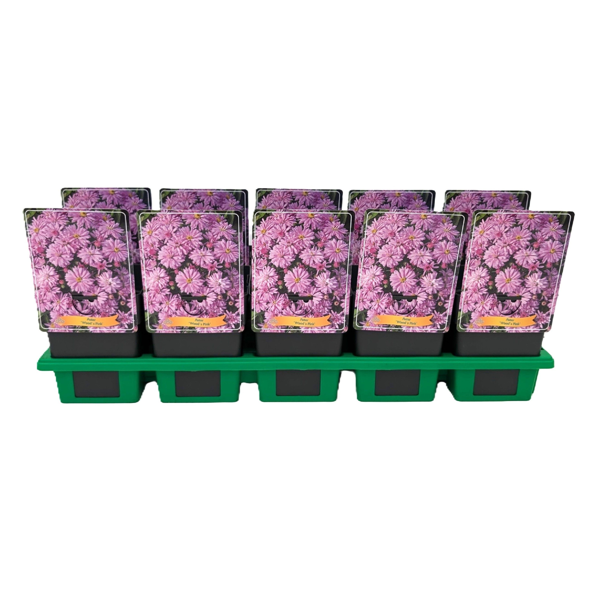 Aster 'Wood's Pink' P11, D 11