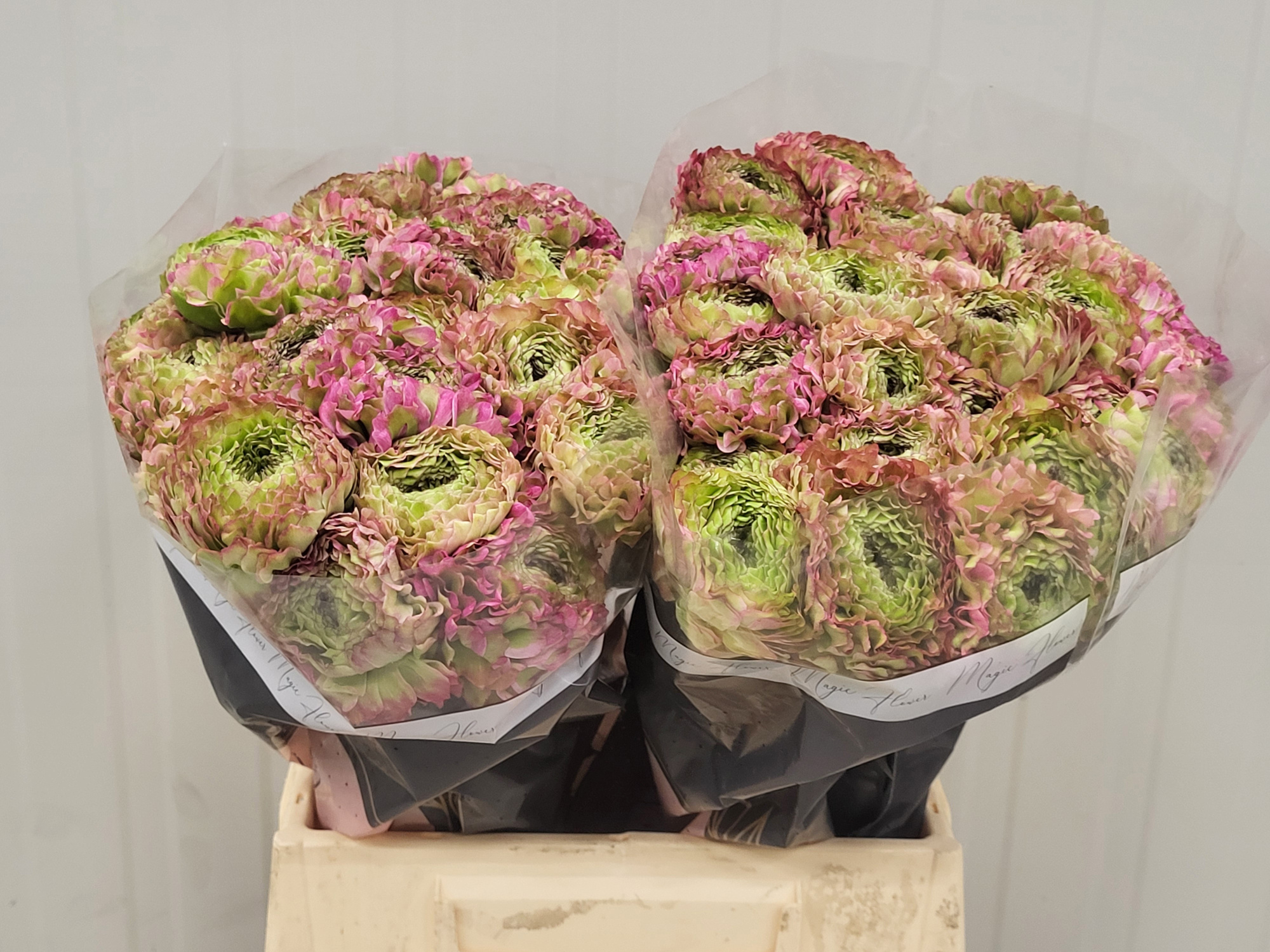 Ранункулус Пон Пон Мальва 45 (зелено-роз.), шт.