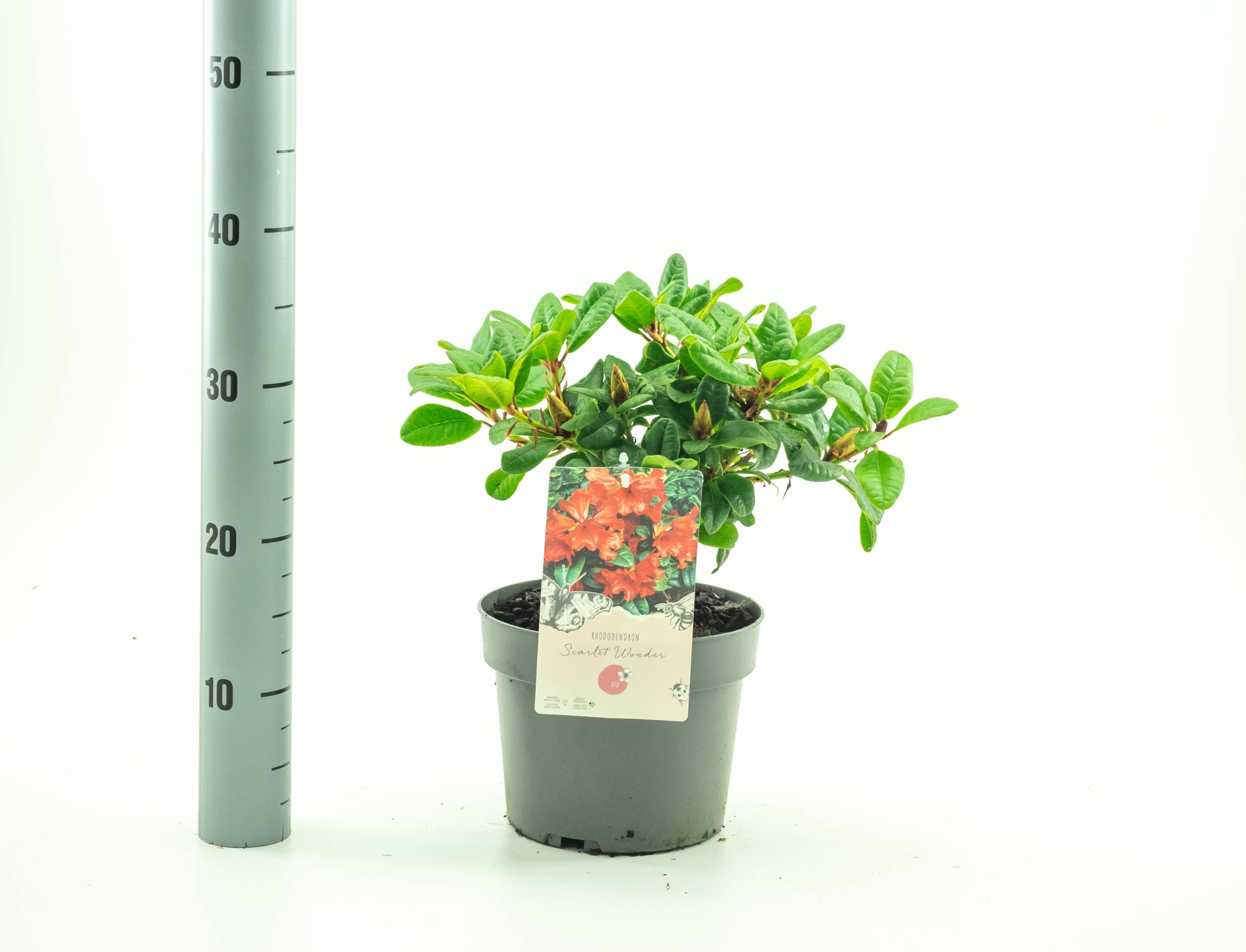 Rhododendron 'Scarlet Wonder', D 19 cm