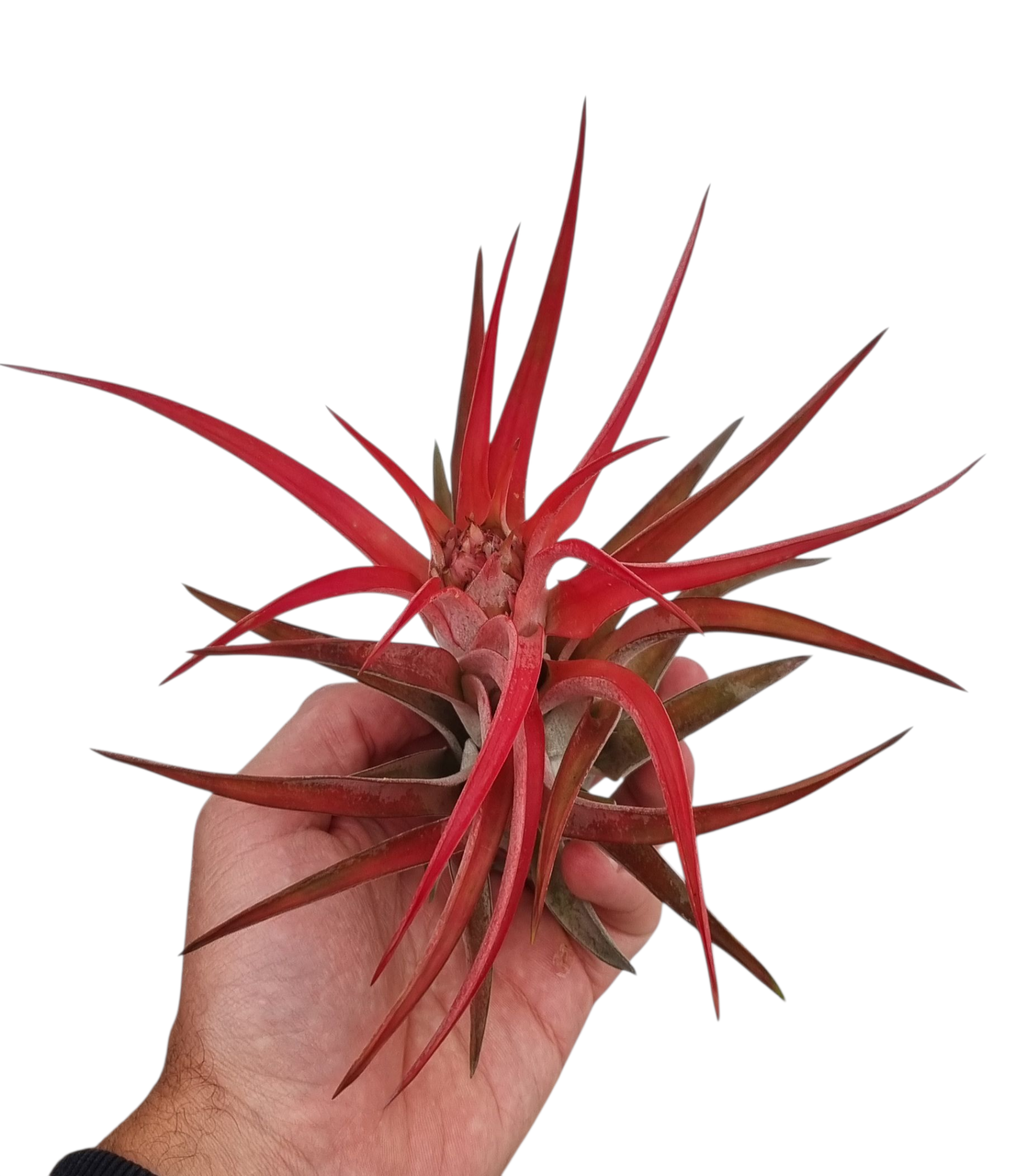 Tillandsia abdita red large, D 10 cm