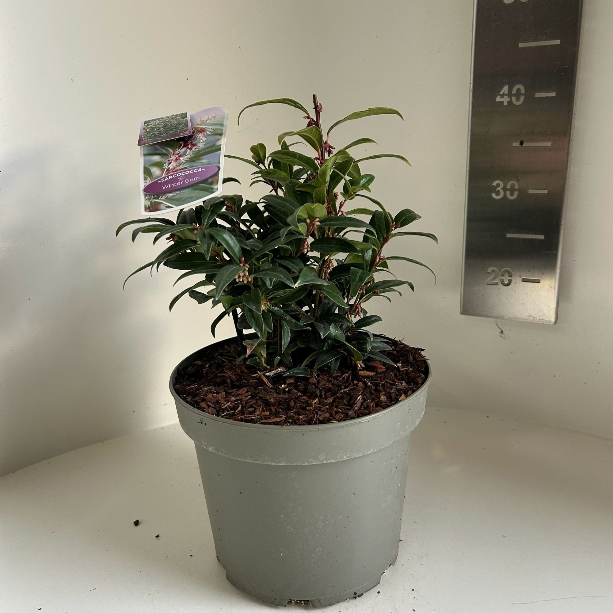 Sarcococca hookeriana Winter Gem, D 23