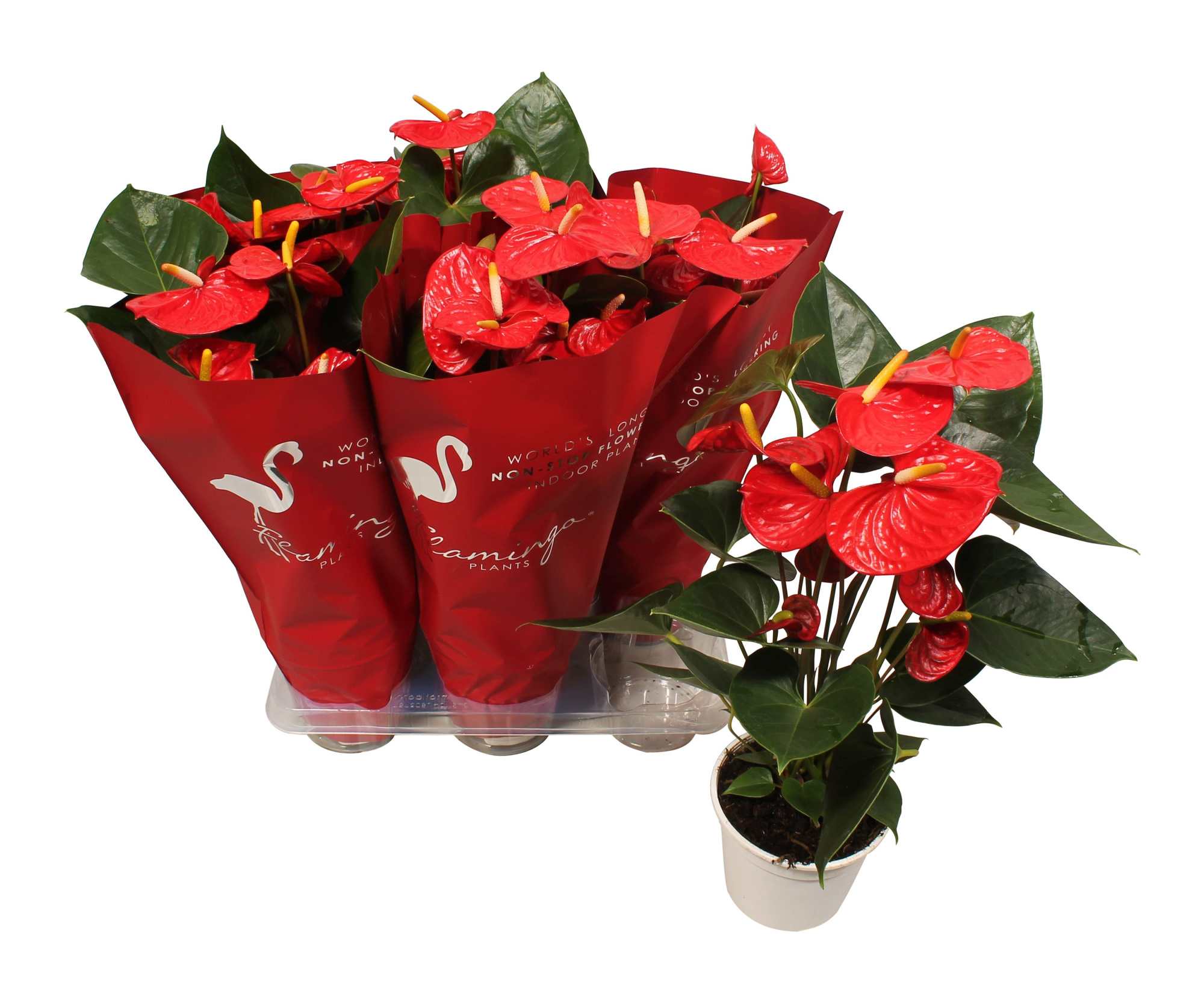 Anthurium XL.9 Jambo Red 14cm met sierhoes, D 14 cm