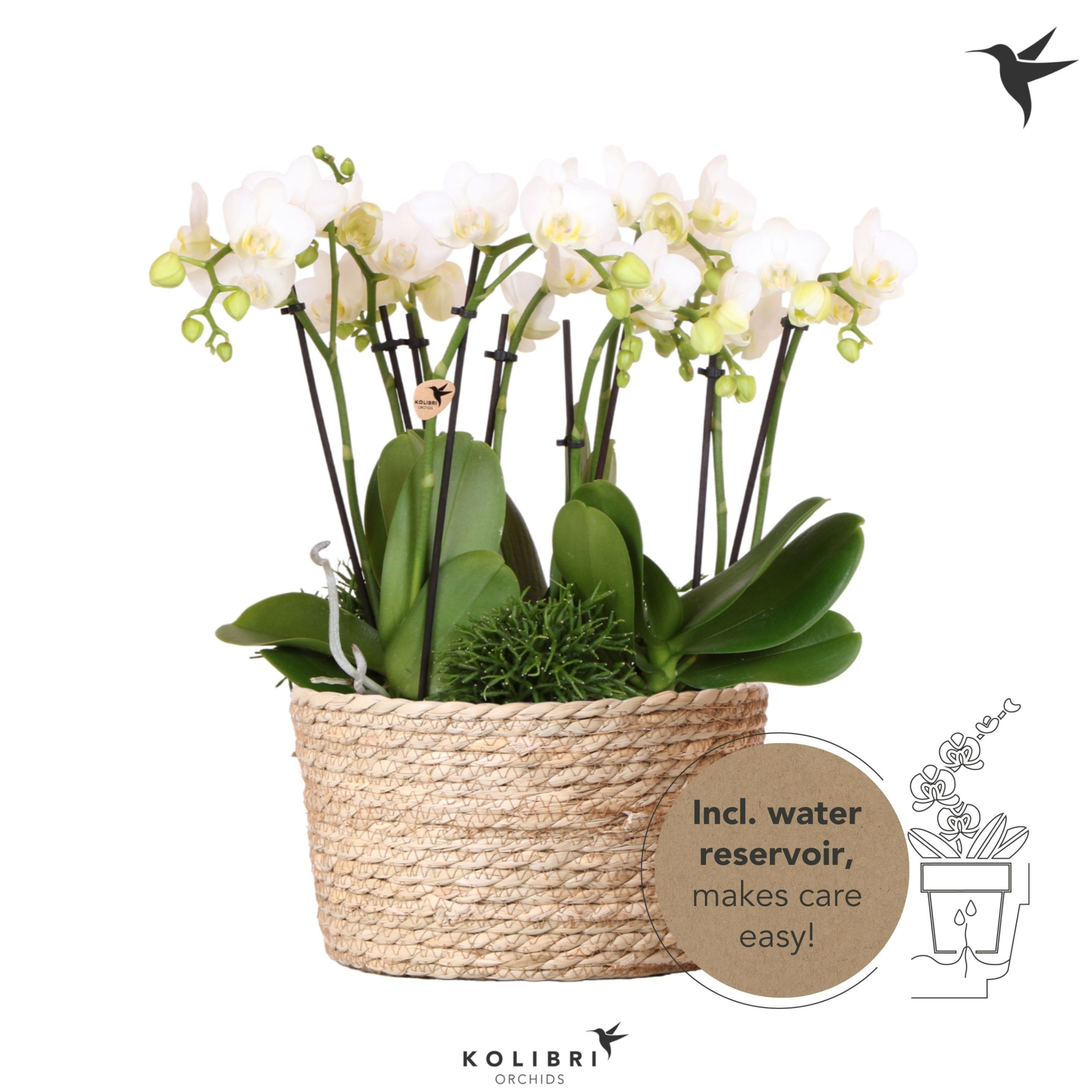 Kolibri Orchids Phalaenopsis Jungle Bouquet white 6 spike in Reed Basket with watering system, D 28 cm
