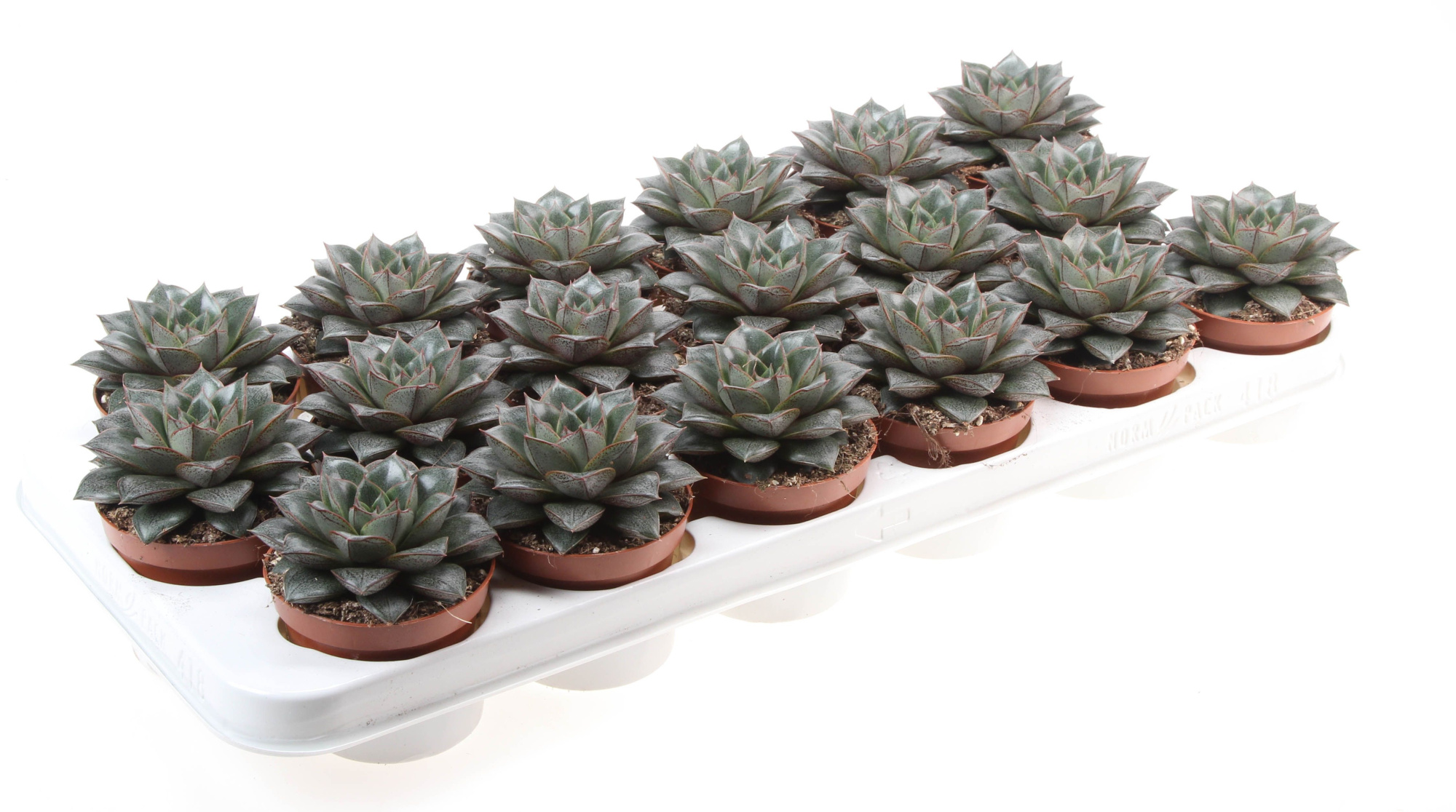 Echeveria Purpusorum, D 8,5 cm