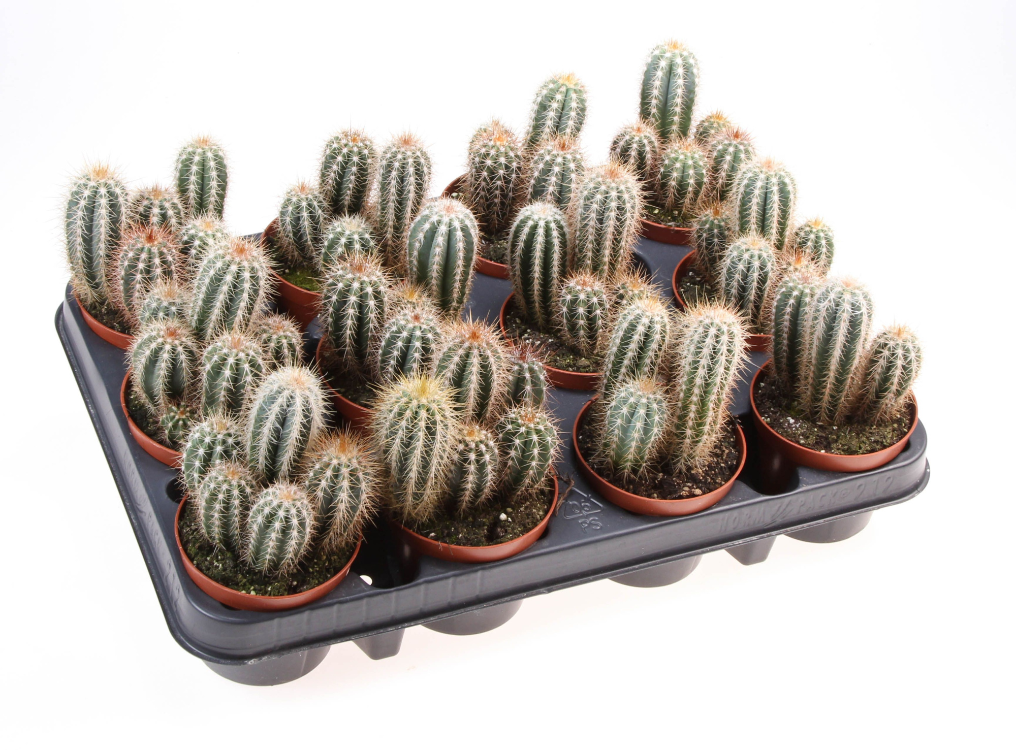 Pilosocereus braunii, D 8,5 cm