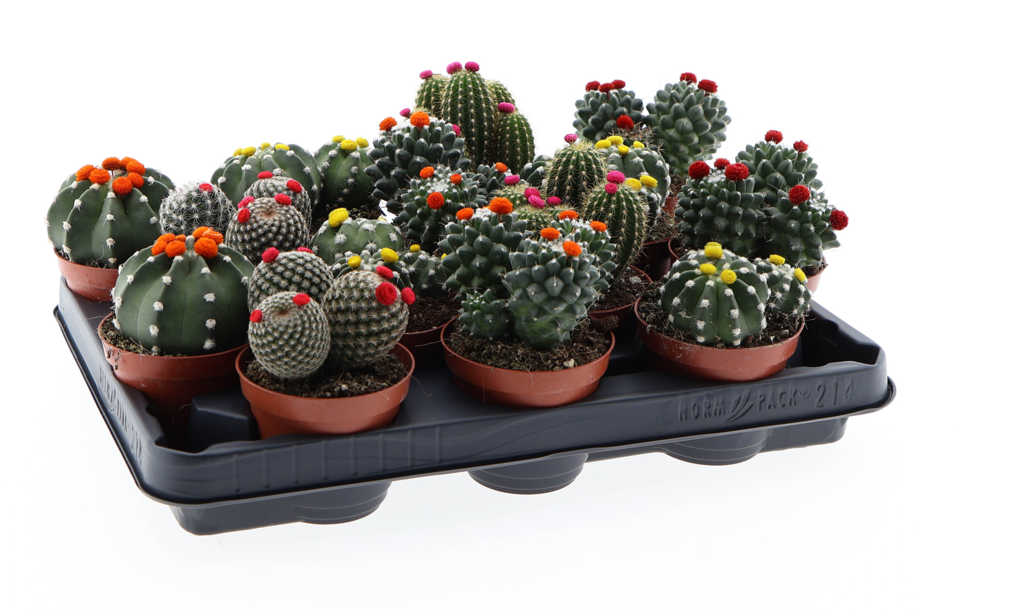 Cactus mix prick flower, D 8,5 cm