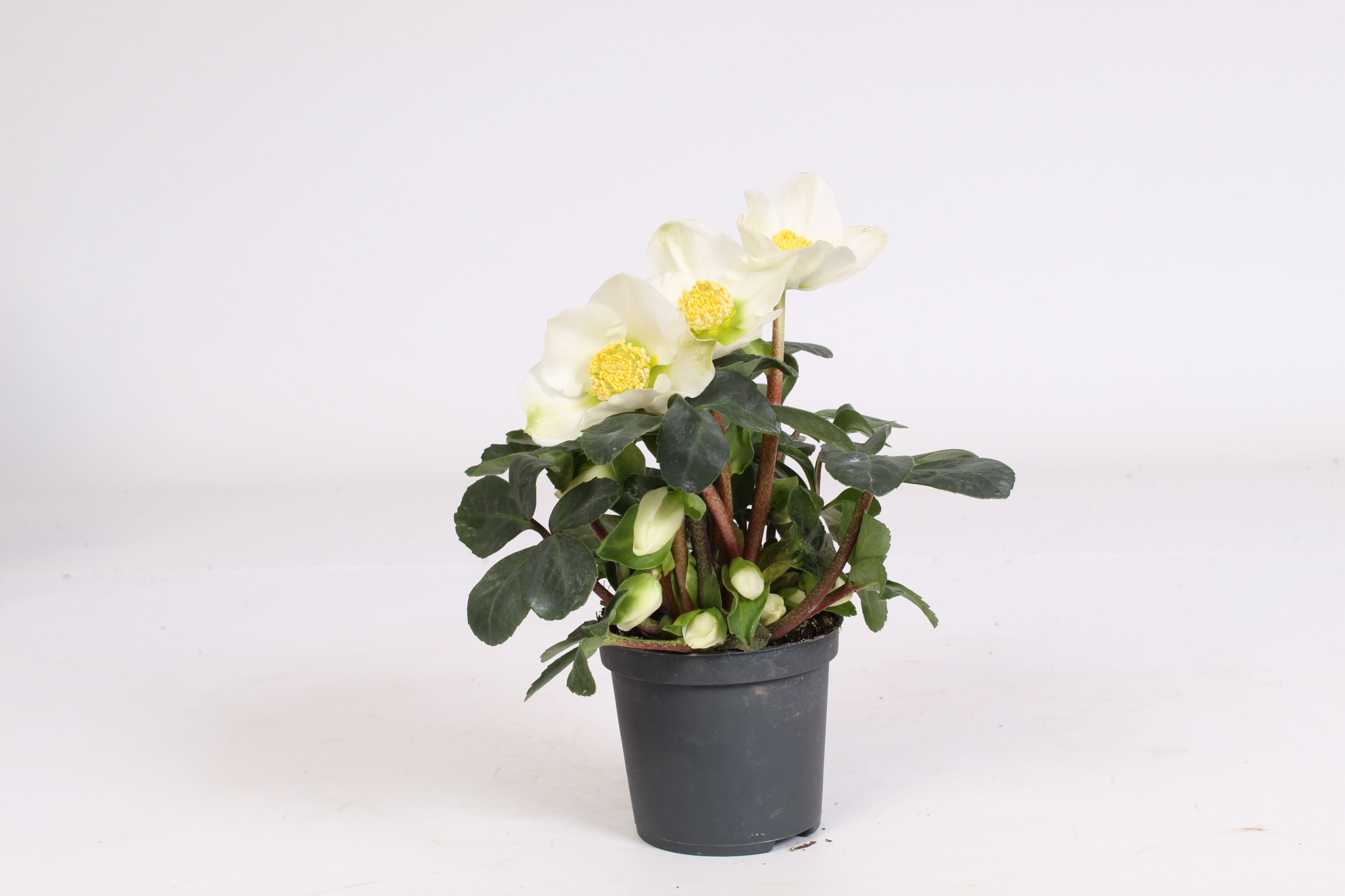 Helleborus n. Christmas Carol 7cm (L), D 7 cm