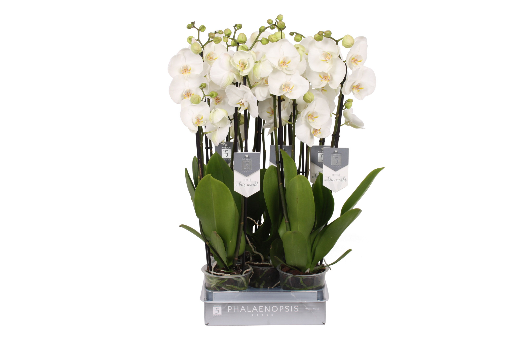 Phalaenopsis White World, 4-spike 25+, D 12 cm