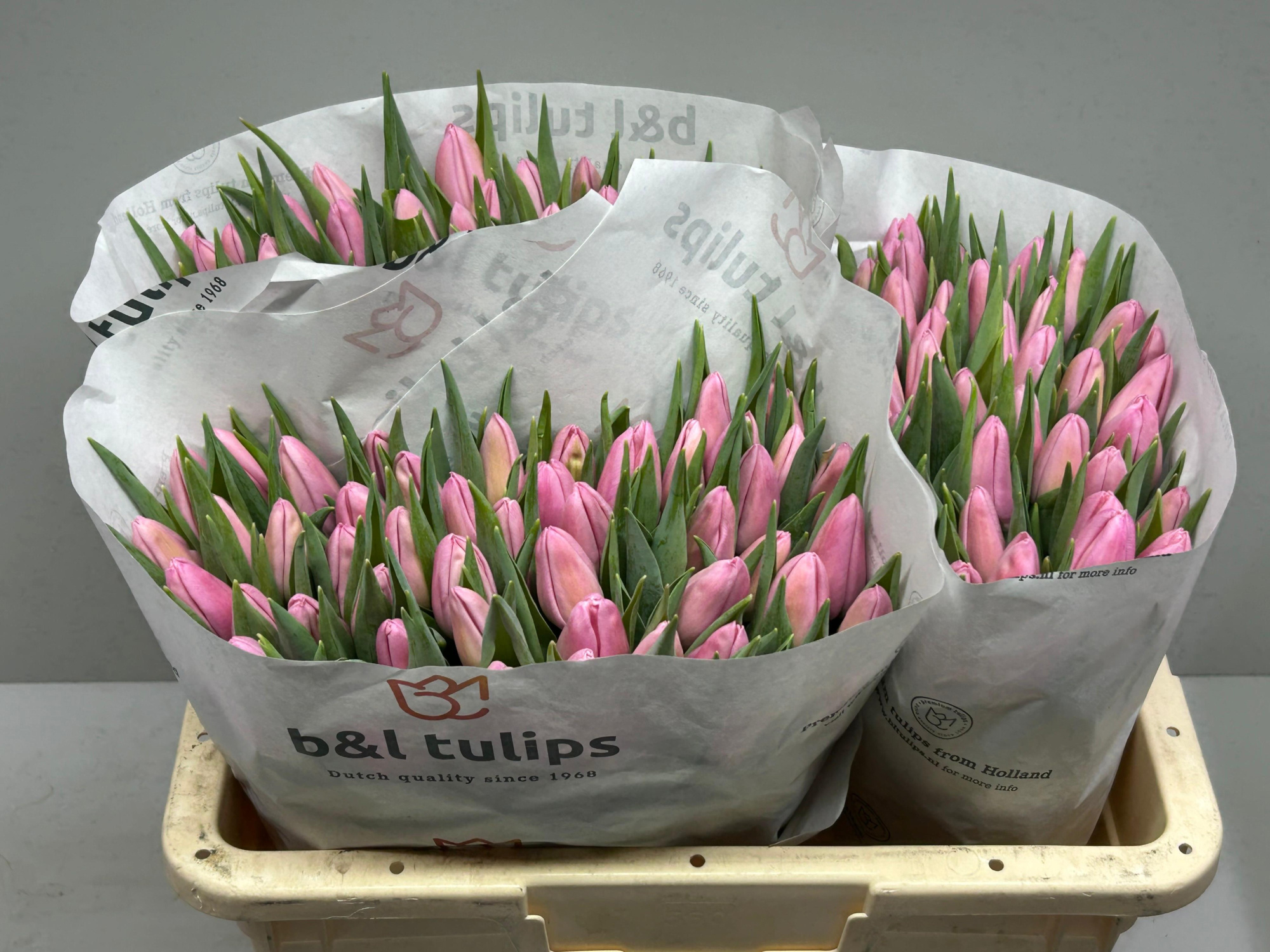 Тюльпан од. Аафке (светло-роз.), шт.