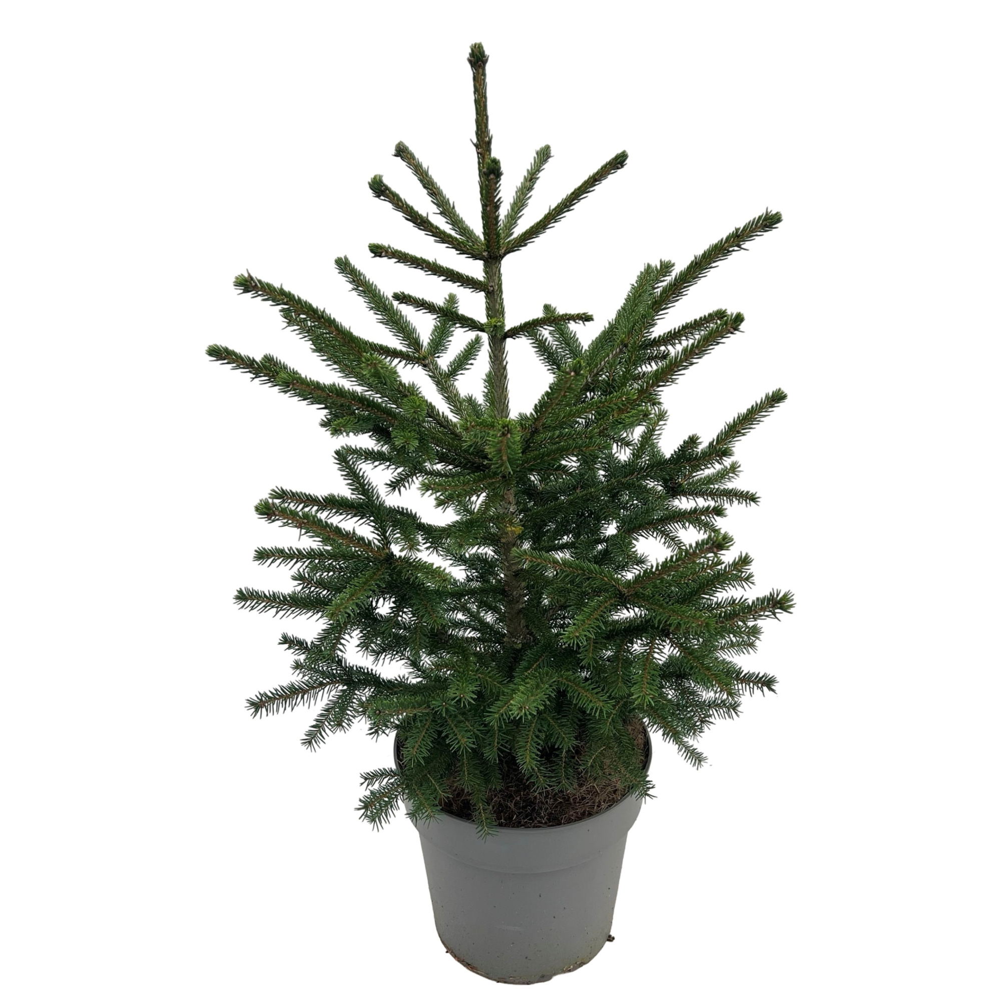 Picea orientalis, D 23 cm