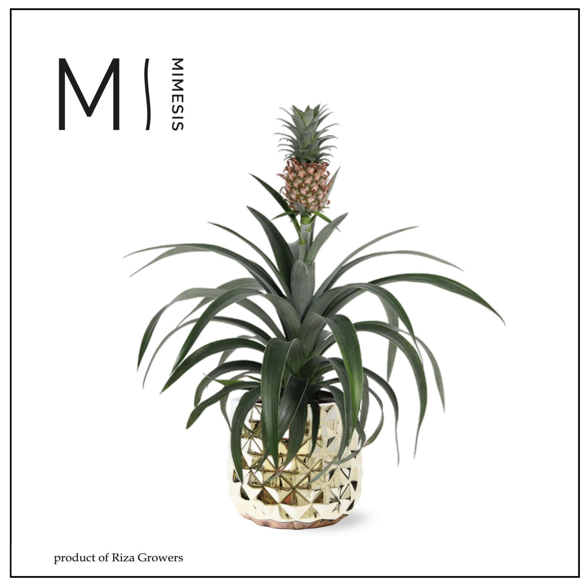 Ananas Mi Amigo - 13cm in Royal Crown | Mimesis, D 13