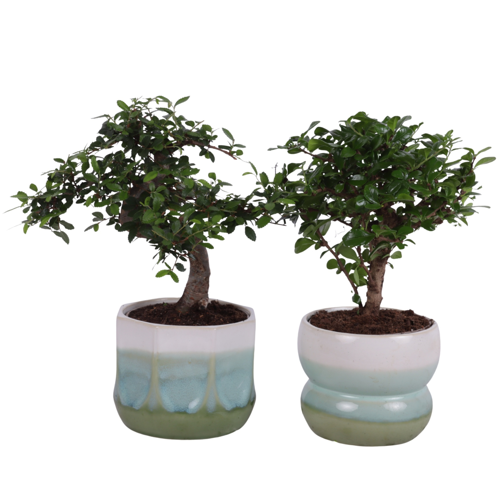 Bonsai Indoor Mix Ø12cm Mix B/S Shape in Ø 15cm Ceramic FB675, D 15