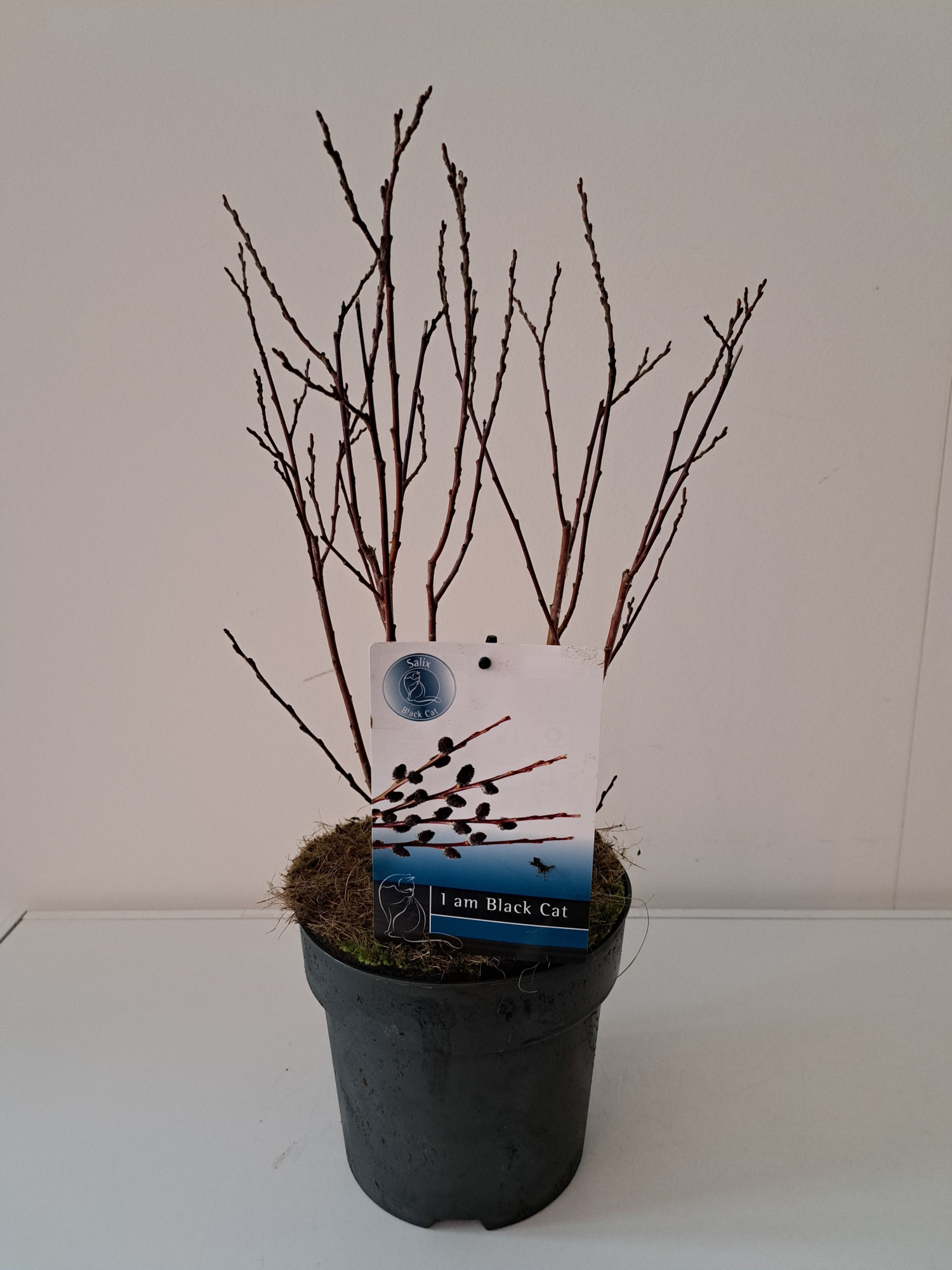 Salix Kurome bush P19, D 19