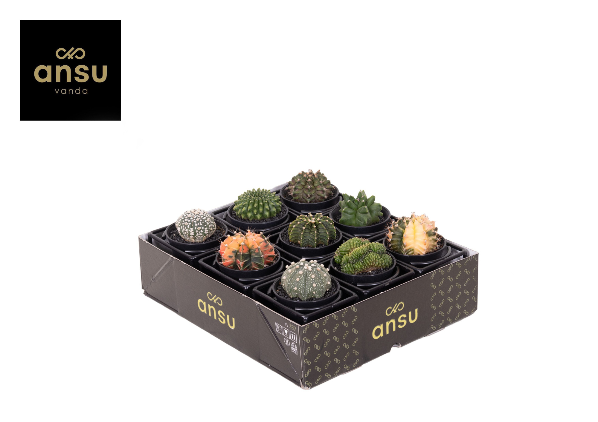 Special Cactus Mix in design frame, D 10 cm