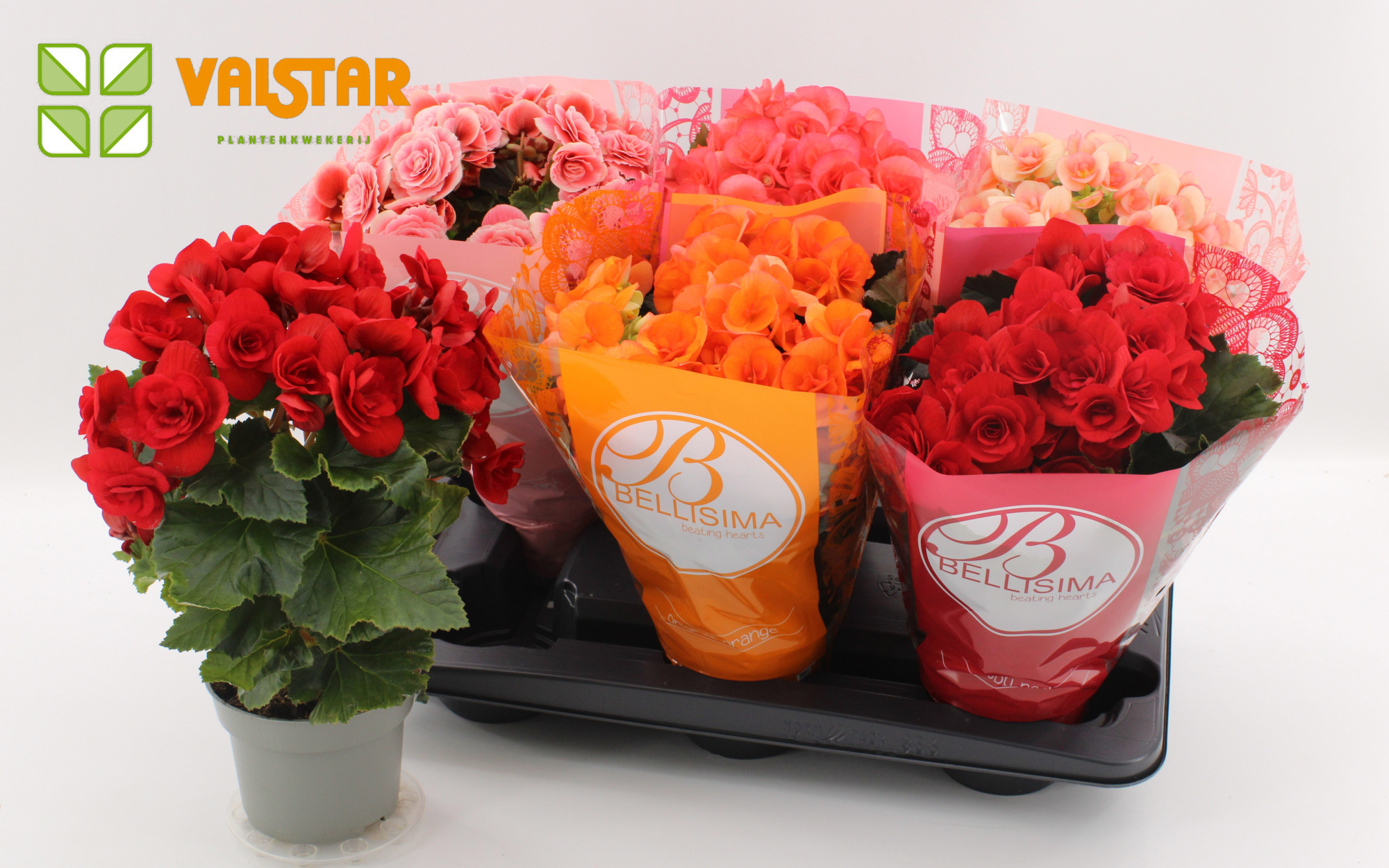 Begonia 13cm Bellisima hoes Ton sur Ton Mix zonder wit & geel, D 13