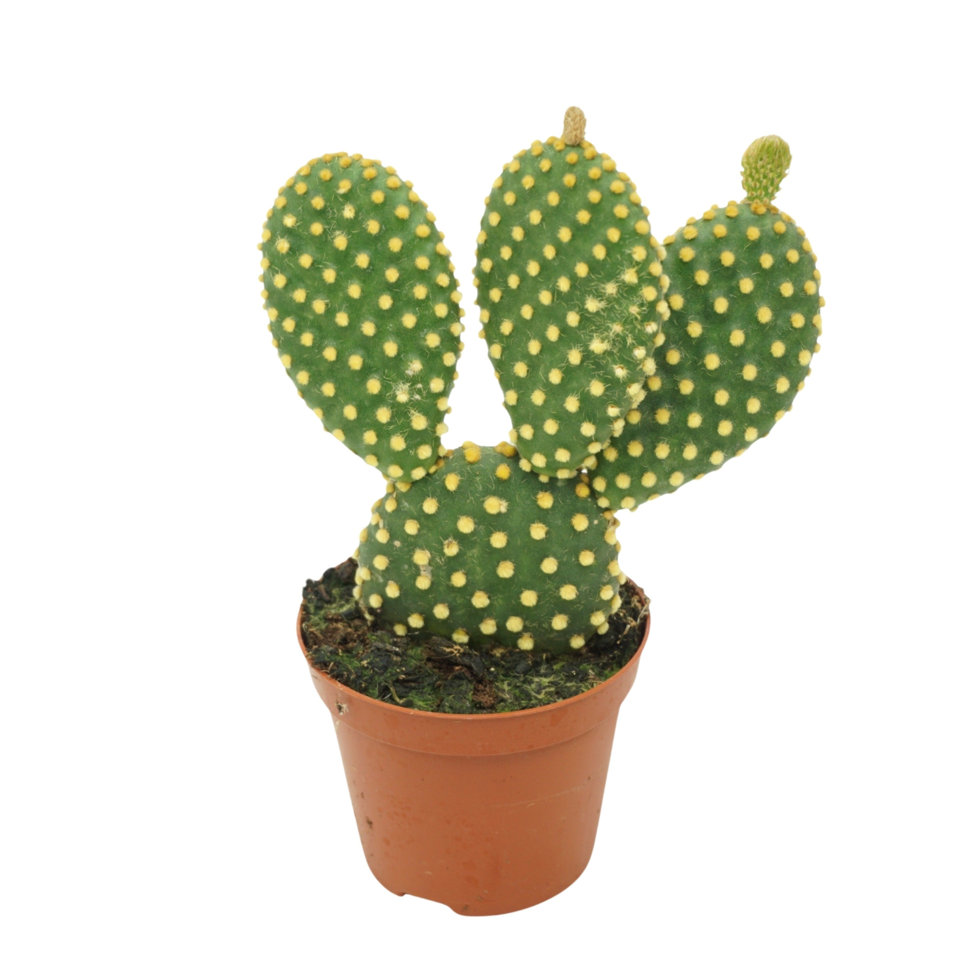 Opuntia microdasys 8,5 cm, D 8,5 cm