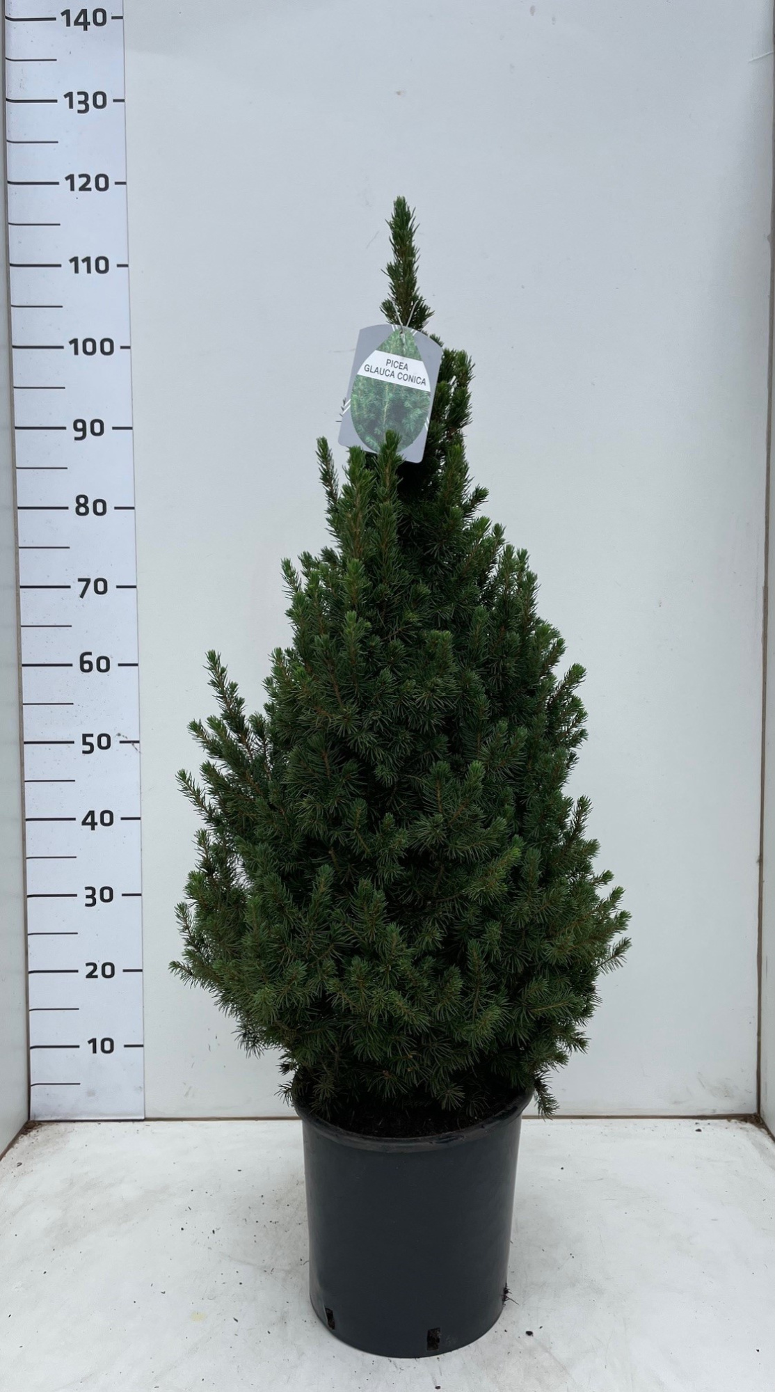 Picea glauca Concia 'December' 80-90 7.5L, D 24 cm