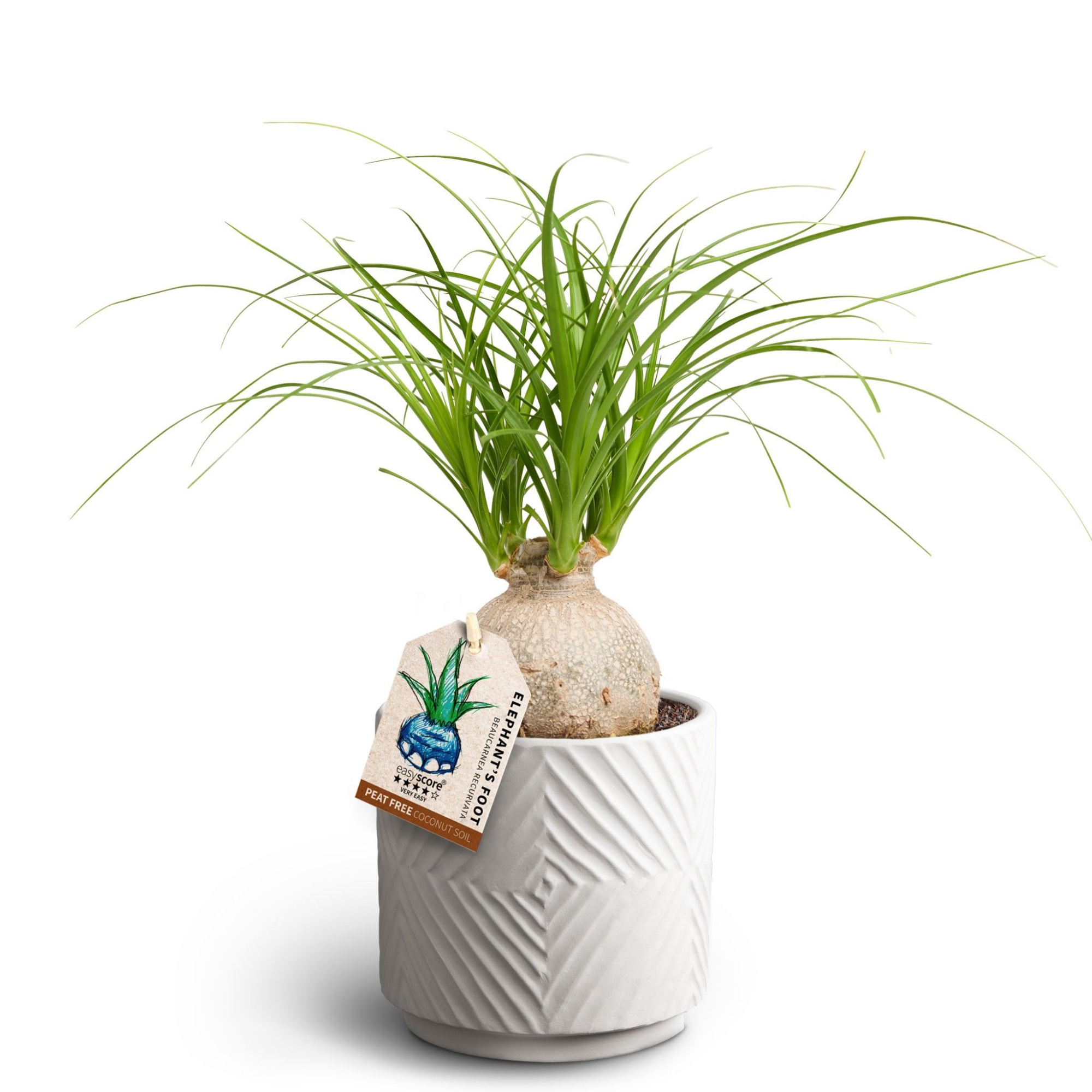 Dune Sand, Beaucarnea Nolina, D 12 cm