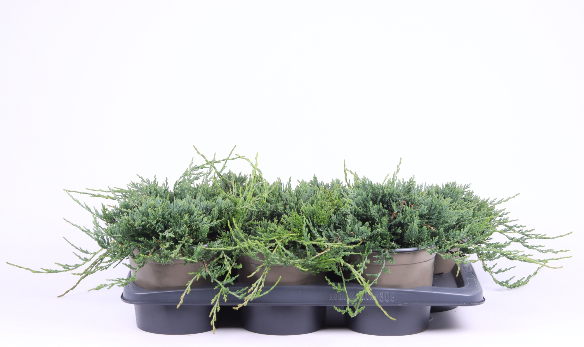 Juniperus horizontalis 'Wiltonii', D 17 cm