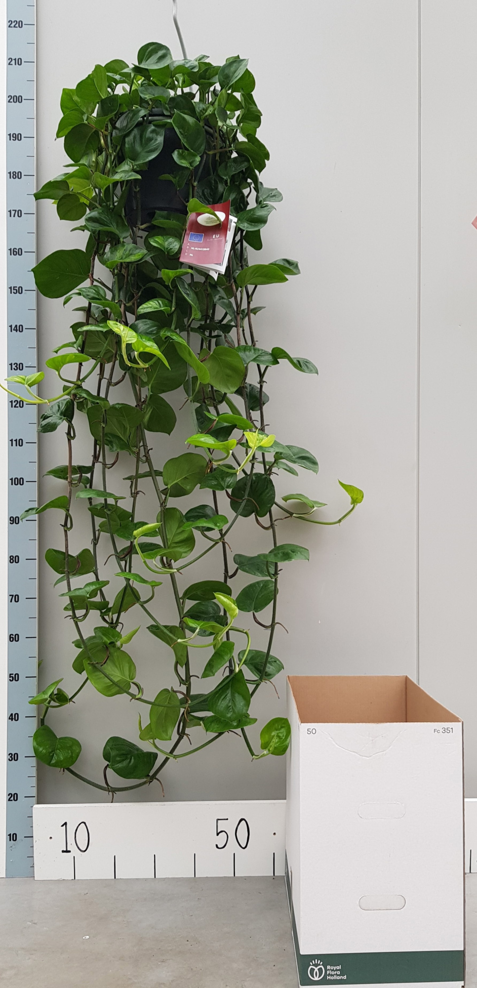 Xl Epipremnum Global Green 25cm, D 25