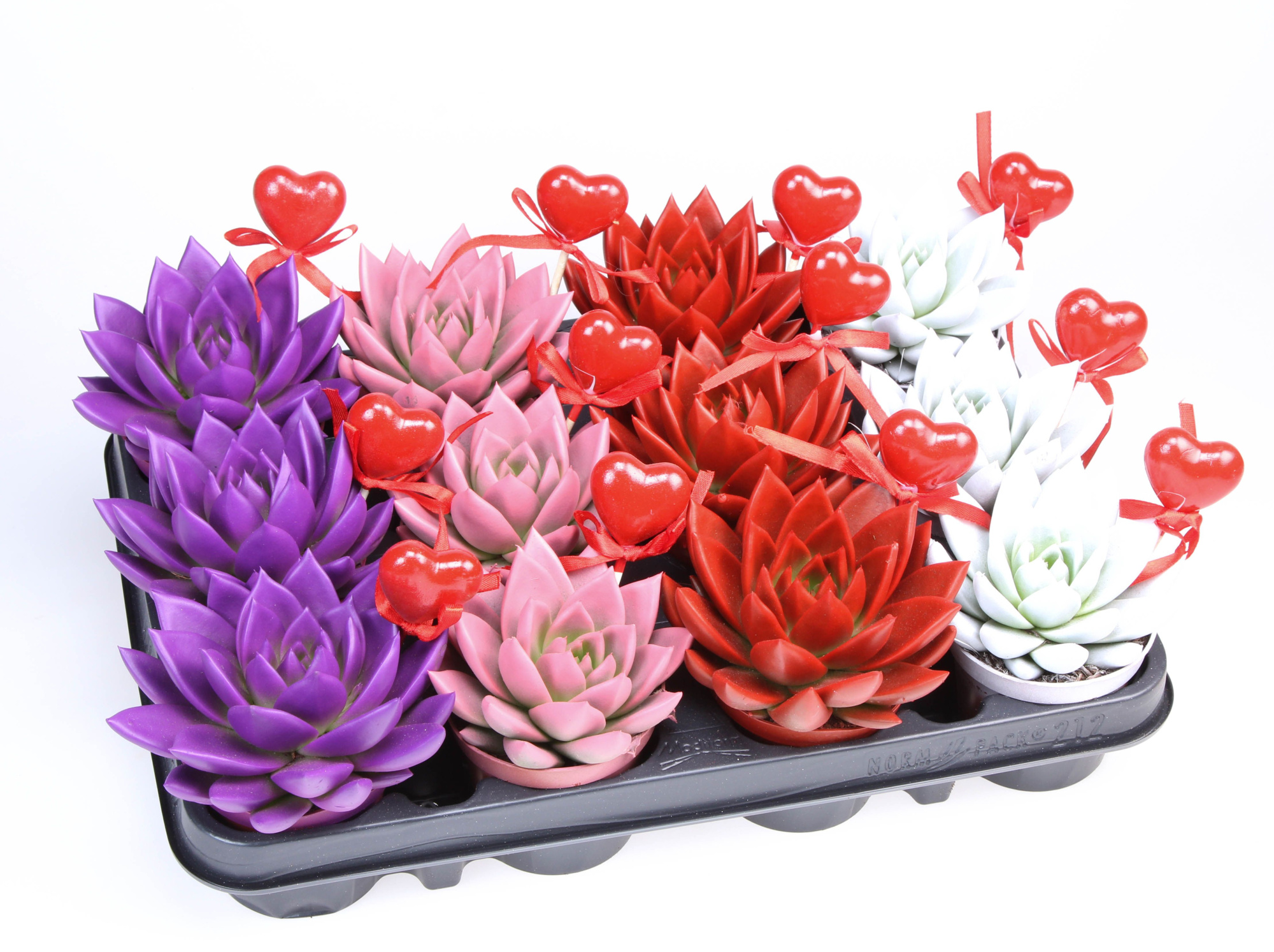 Miranda rainbow + hartje, D 8,5