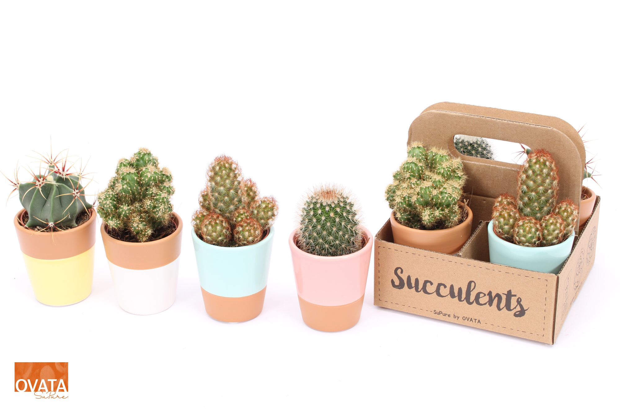 Cactus mix in The Box, D 6,5 cm