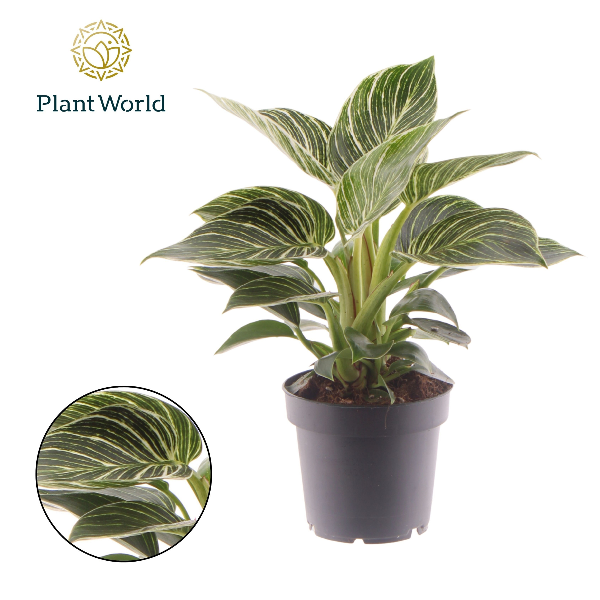 Philodendron Birkin, D 12 cm