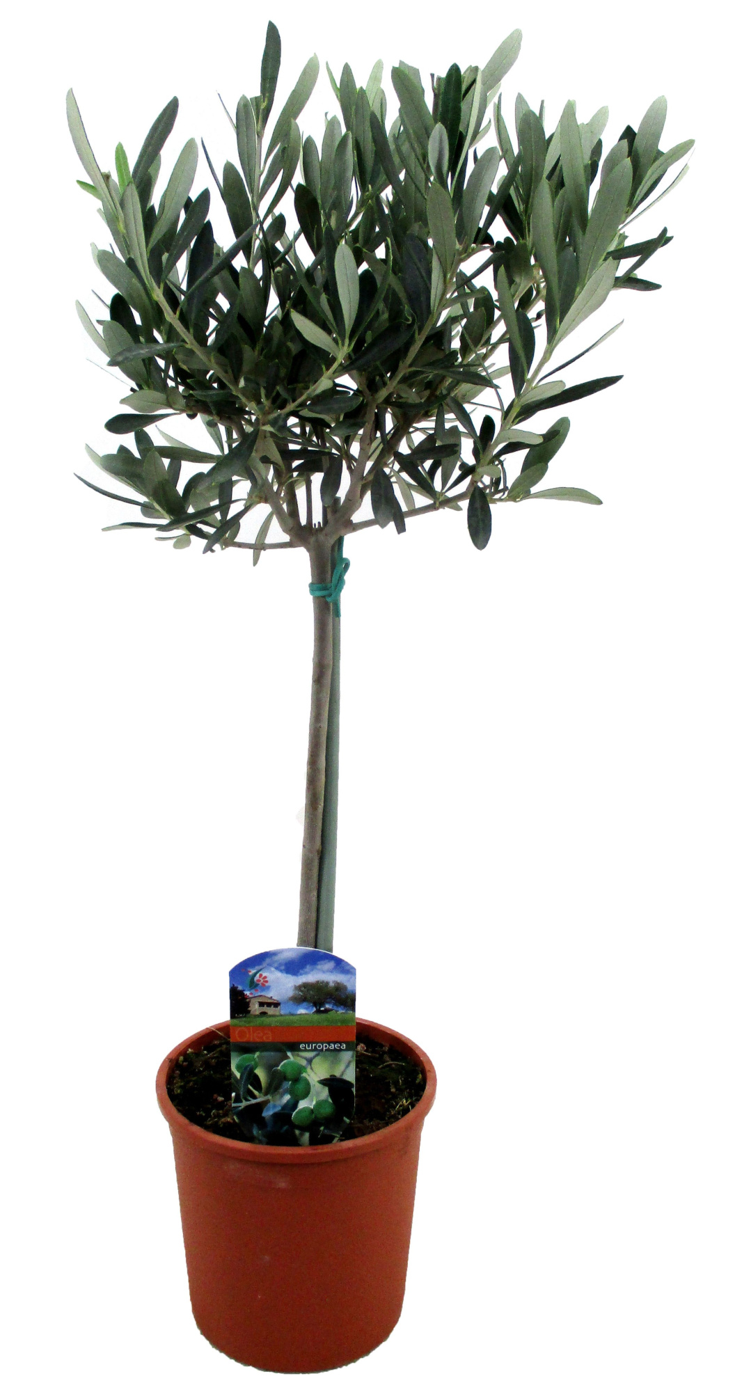 Olea europaea, D 14 cm