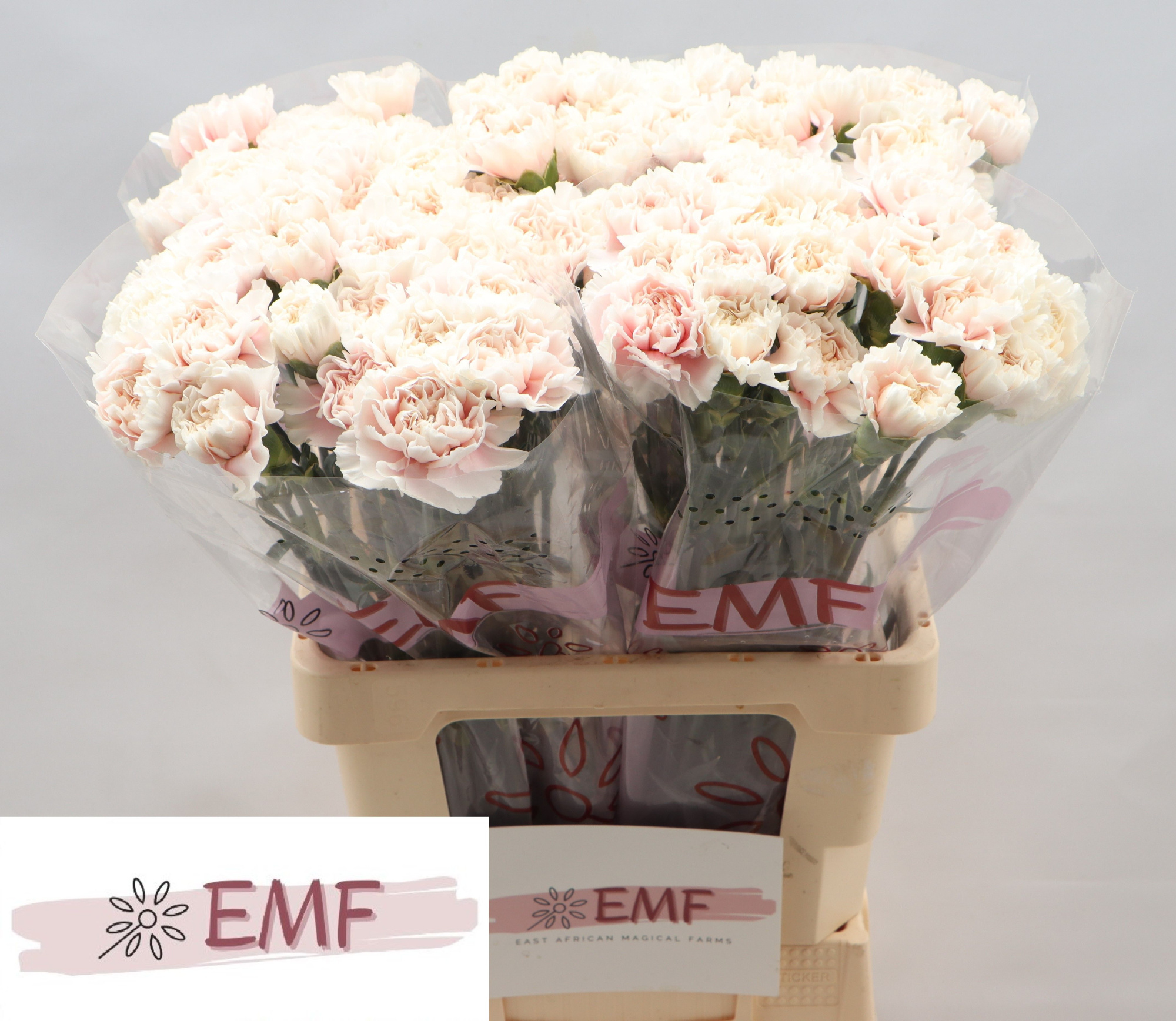 Диантус од. Альтаир (светло-роз.), шт.