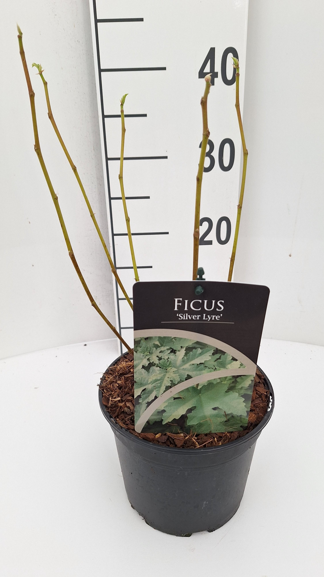 Ficus 'Silver Lyre', D 17