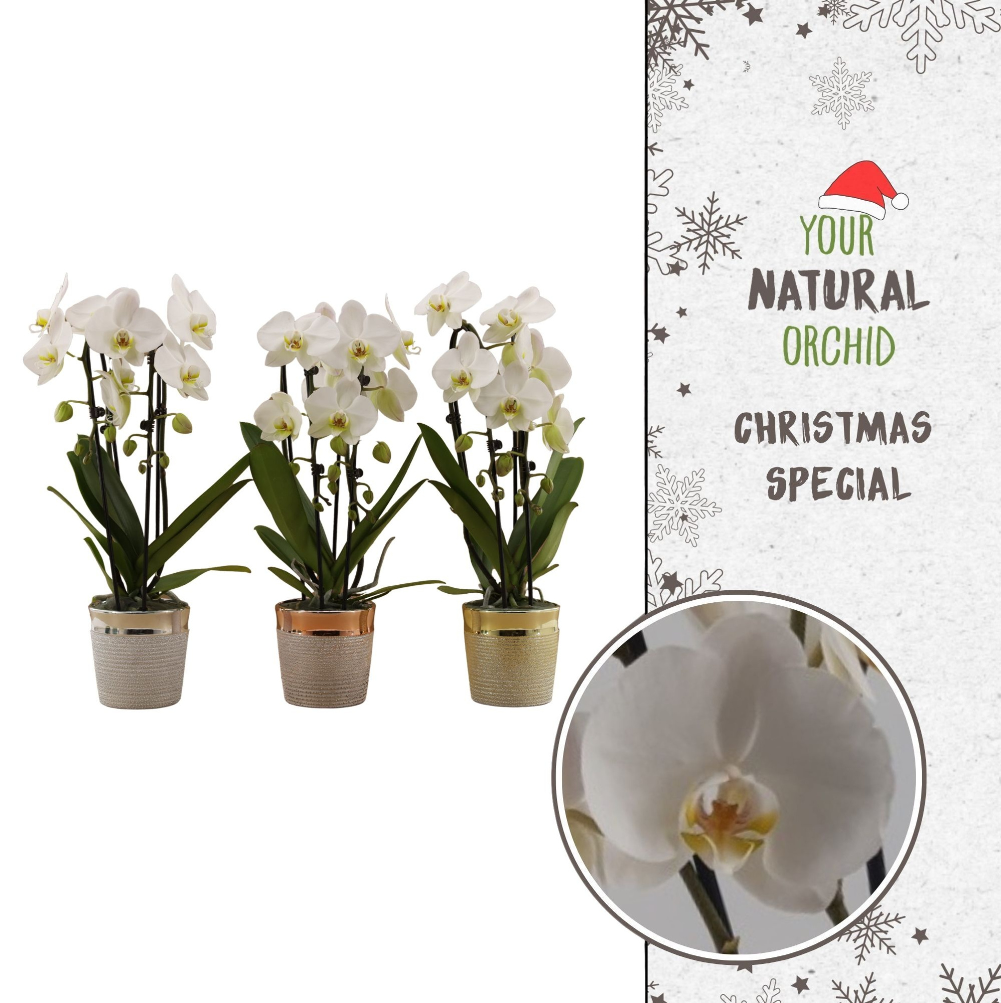 Christmas | 2 spike Cascade wit | Isabel keramiek, D 12