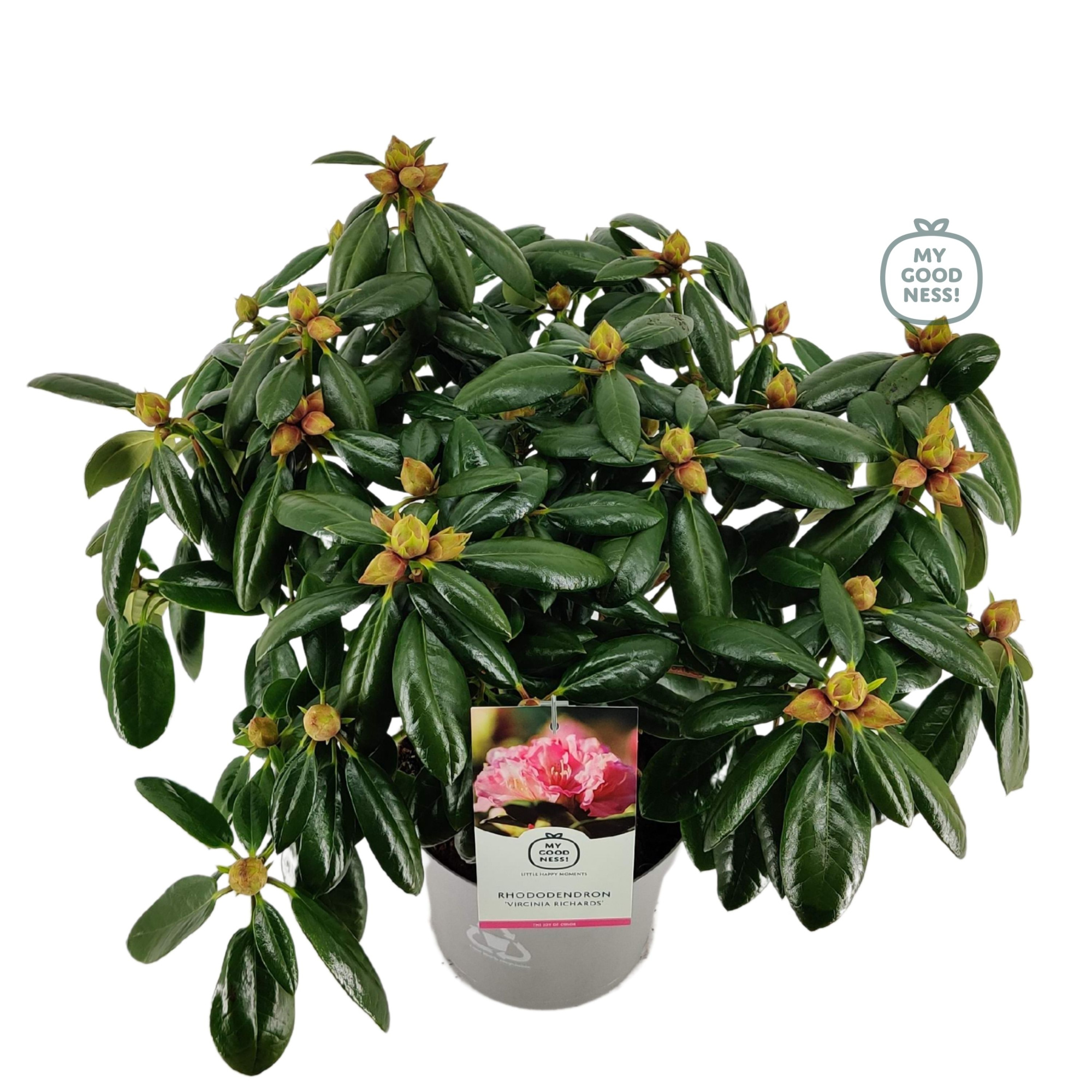 Rhododendron 40-50 /5 liter 'Virginia Richard', D 23