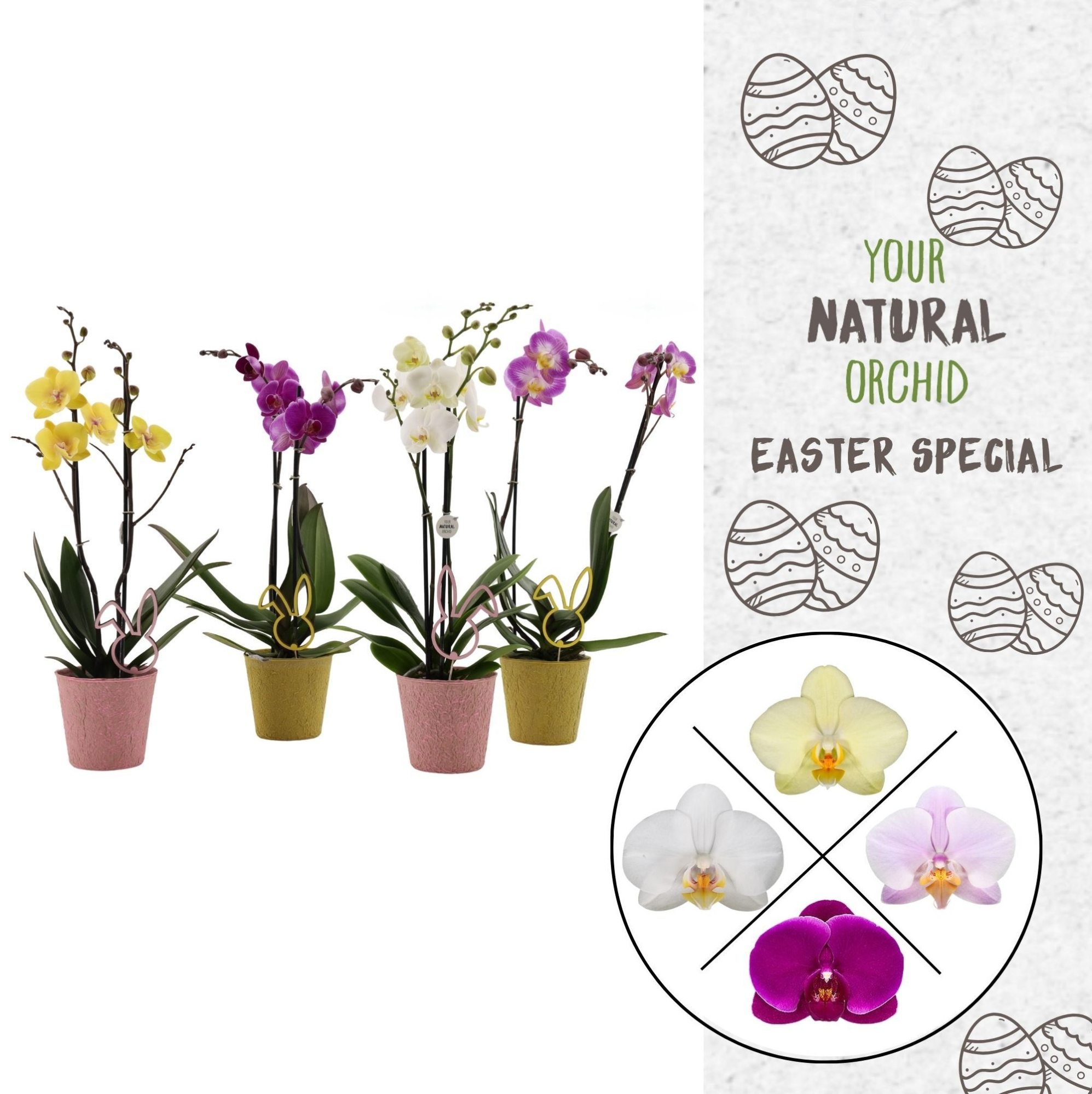 Your Natural Orchid | Mix in Easter-look | Phalaenopsis 2 spike, D 12