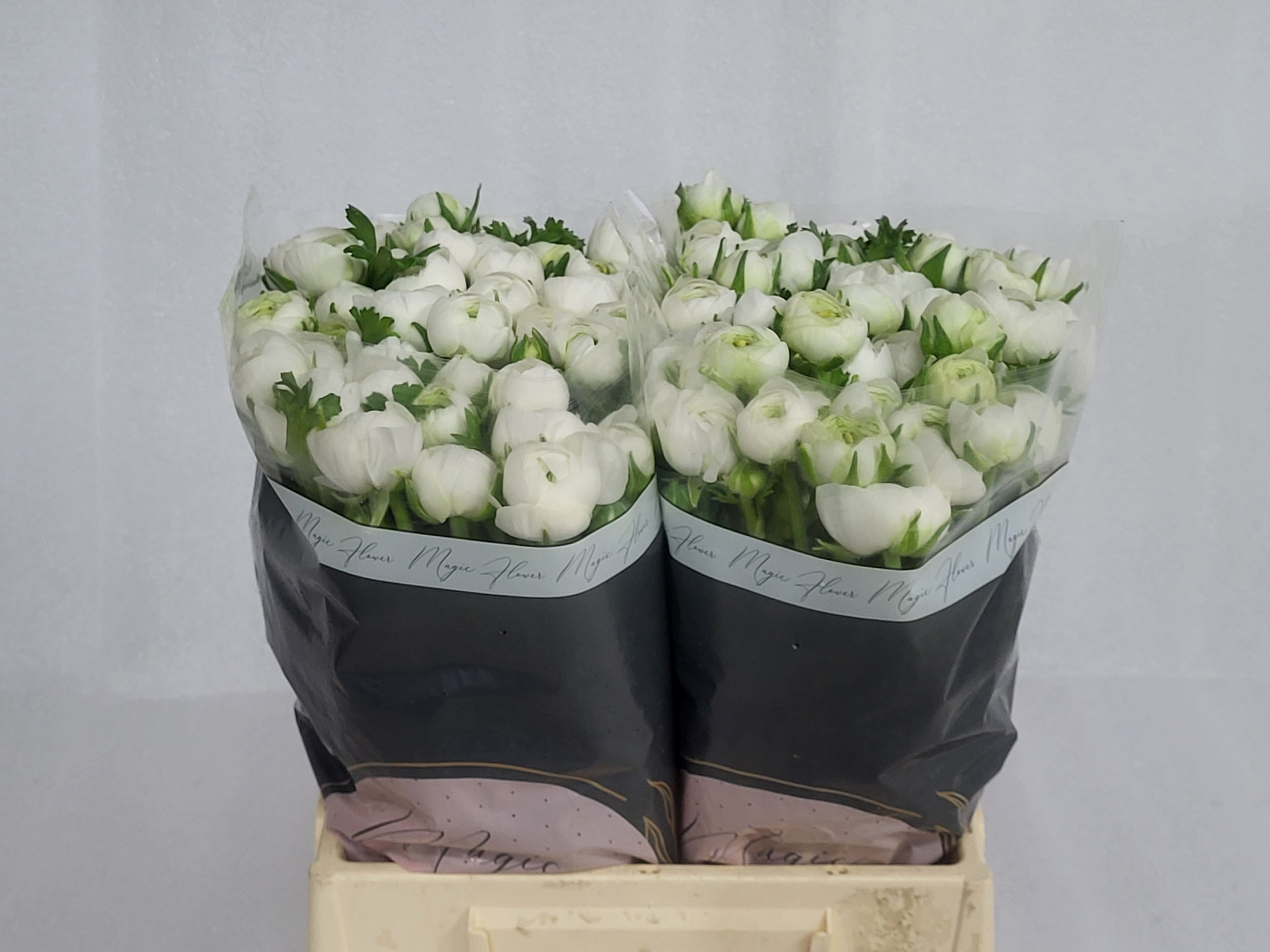 Ранункулус Айсберг 45, шт.