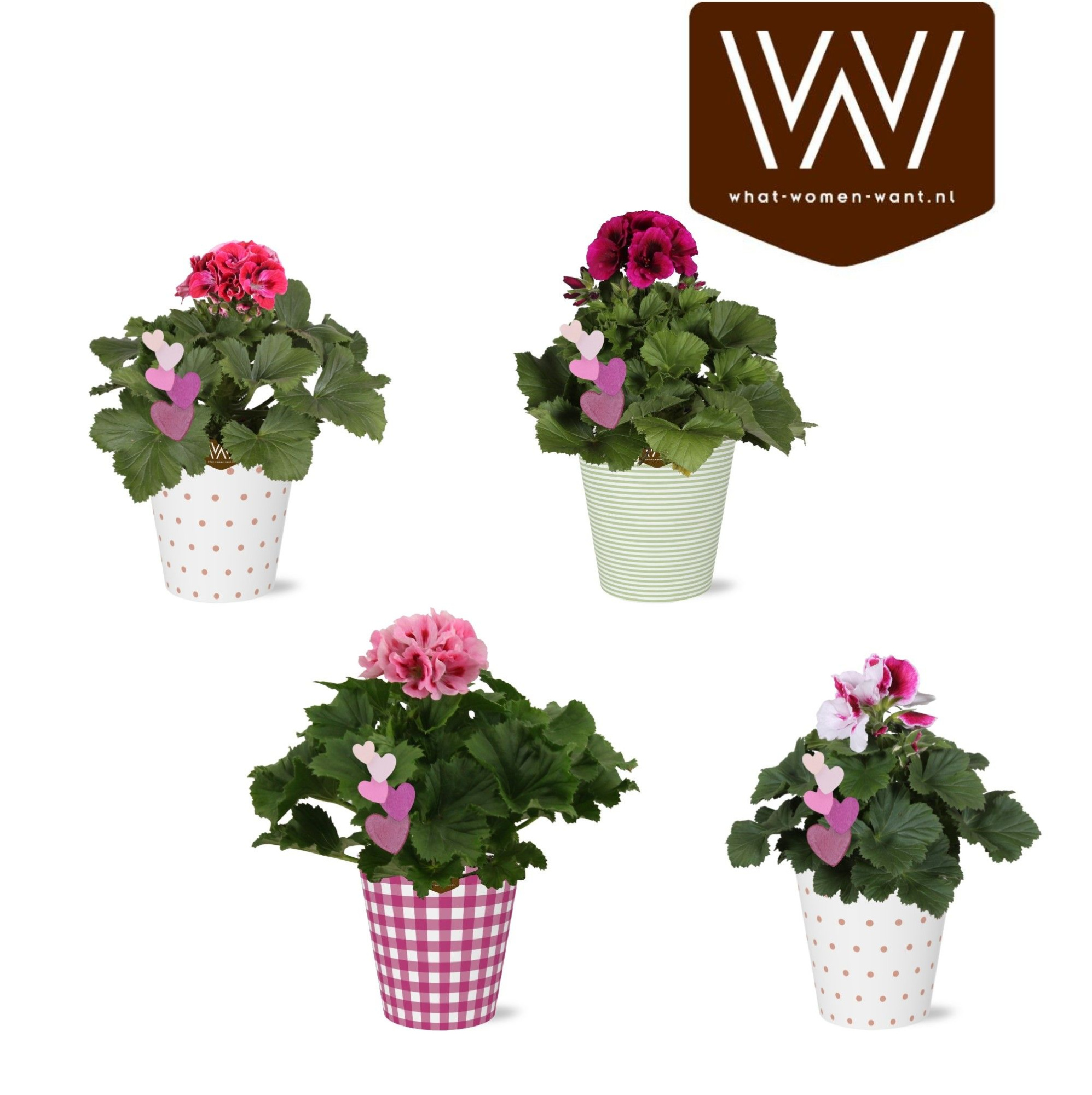 Pelargonium in Smartcup Caith | Met bijsteker Hart, D 12