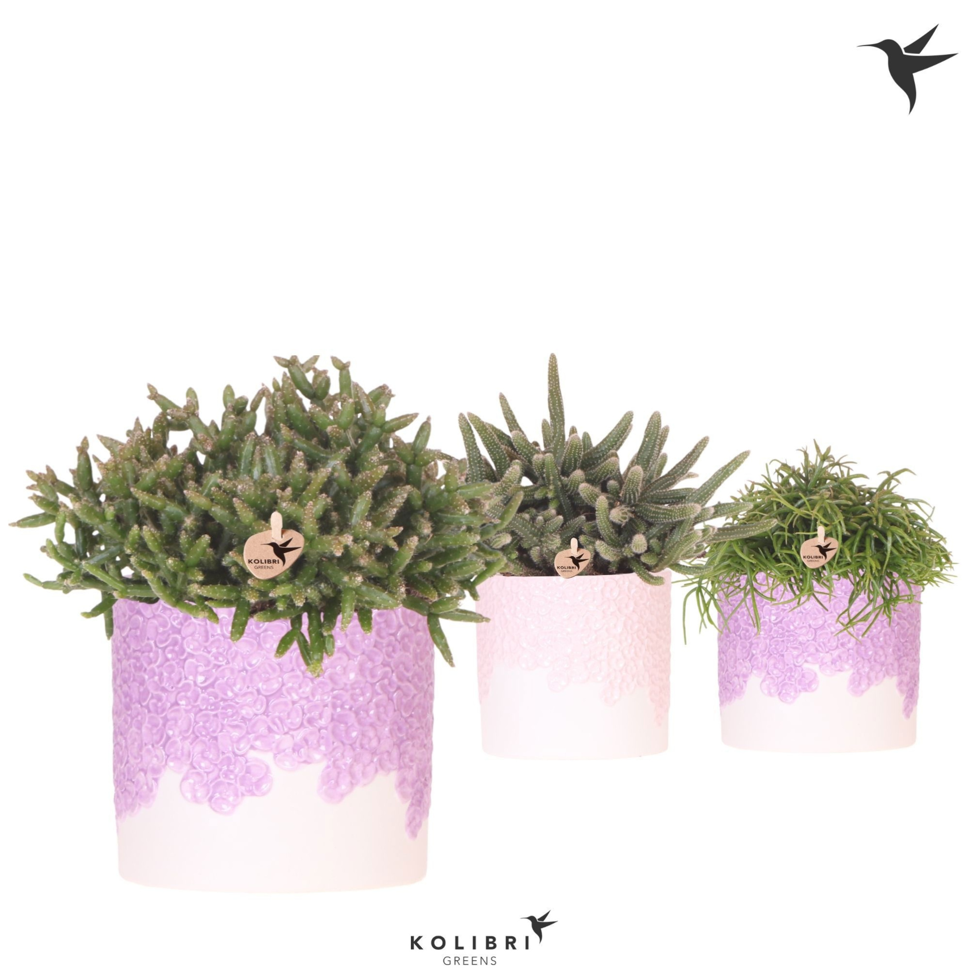 Kolibri Greens Rhipsalis mix in Bloom pot lila mix, D 12