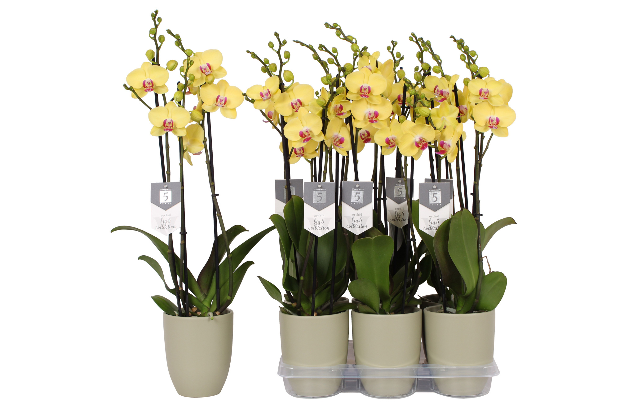 Phalaenopsis Limelight, 3-spike 22+ Green Ceramics, D 12