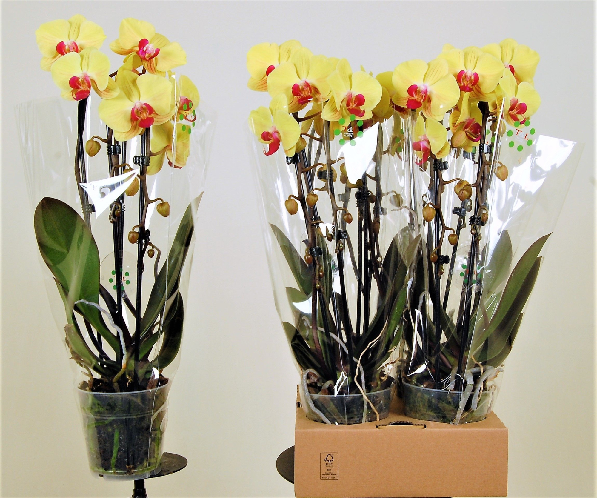 Goldion cascade 2 tak, D 12