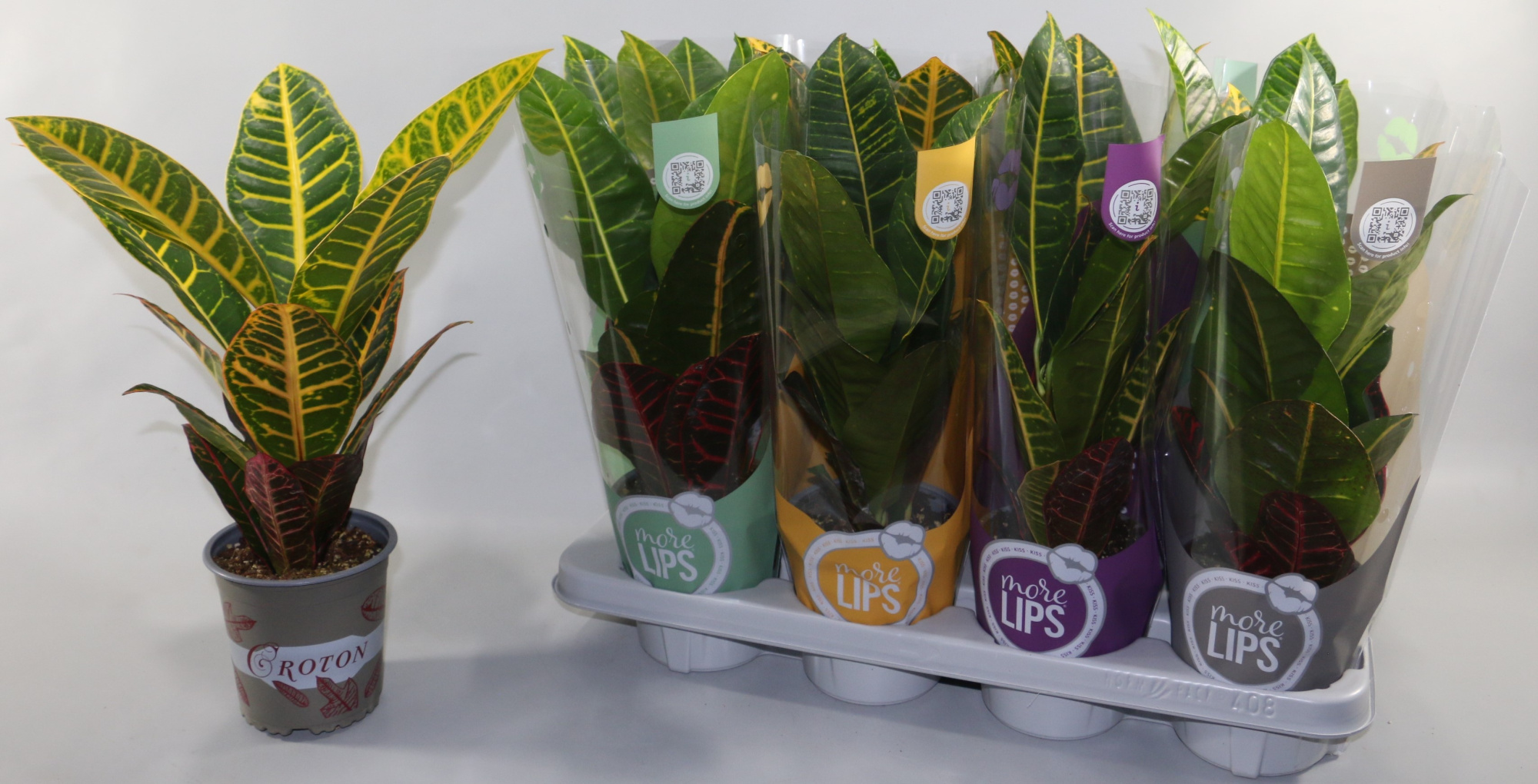 Croton Petra "MoreLIPS®" Design Hoes, D 13 cm