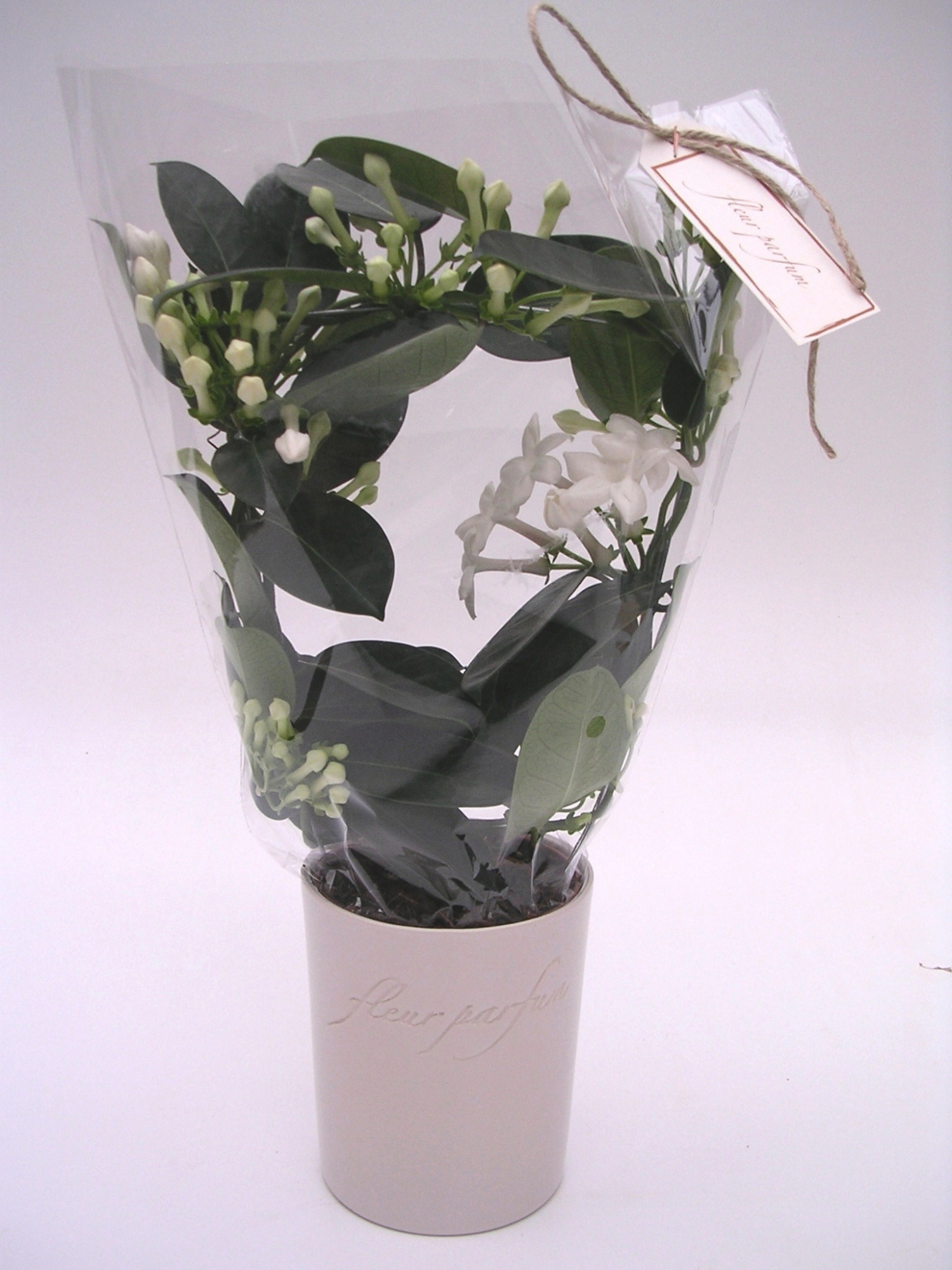 Steph.Concept Ker. FP pot+ kaartje, D 12