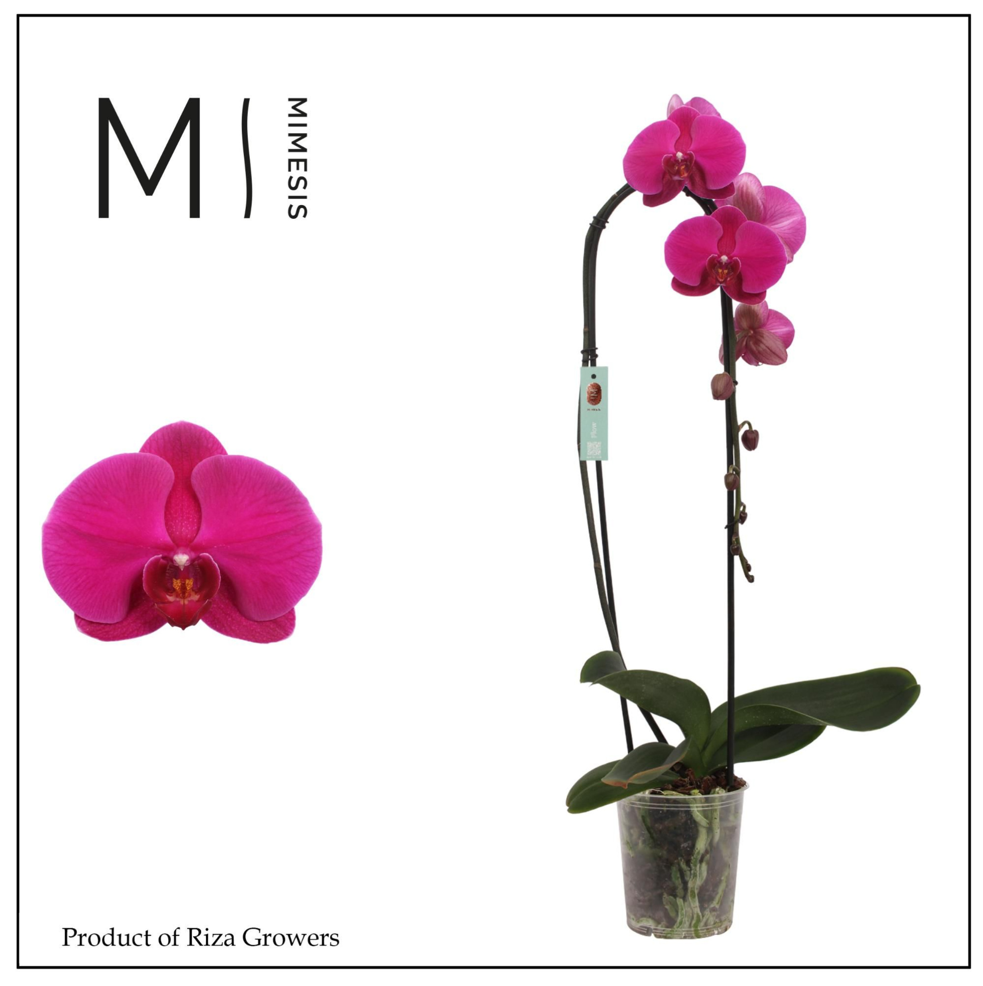 Phalaenopsis Flow Flamingo 1 spike - 12cm | Mimesis, D 12 cm